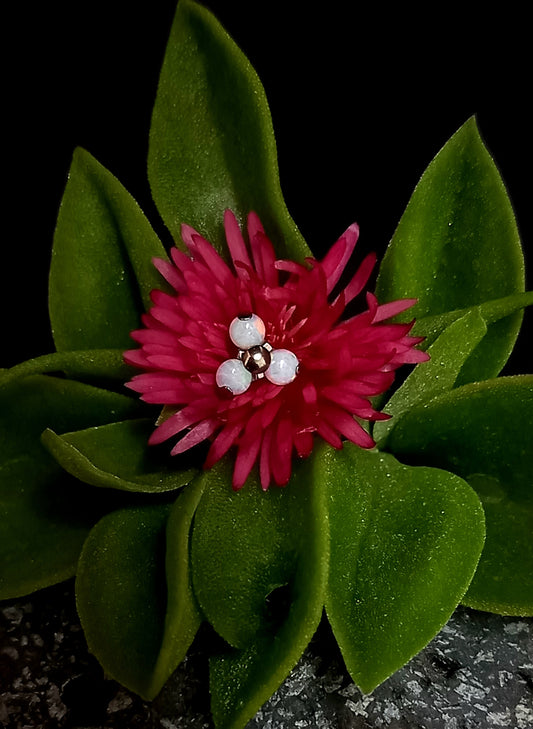 Trinity opalo blanco - titanio grado implante ASTM F-136