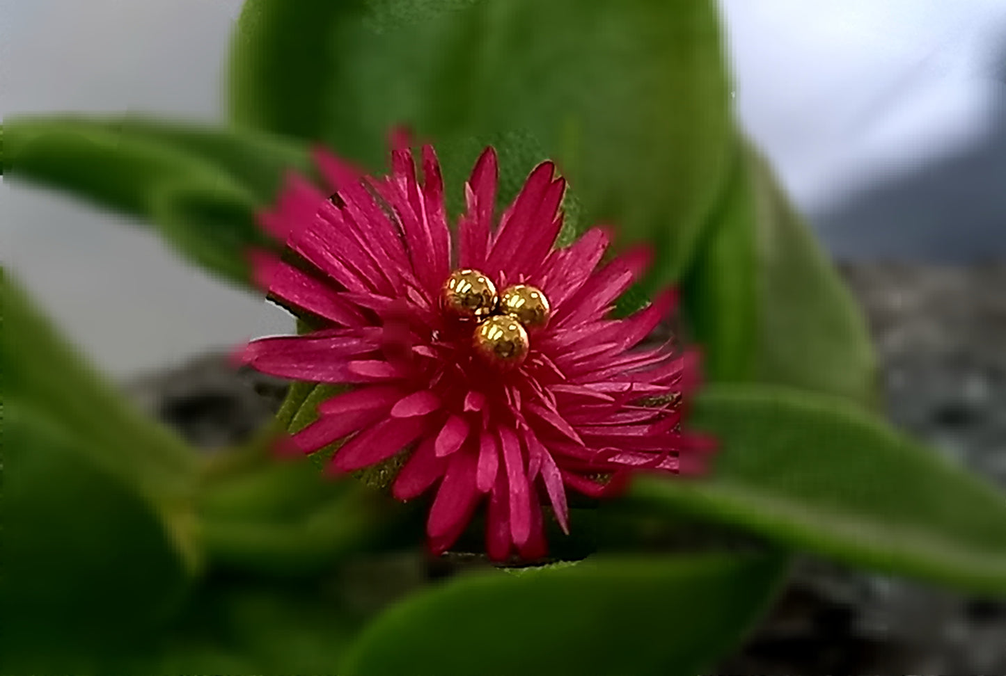 Trinity - PVD oro de 24k