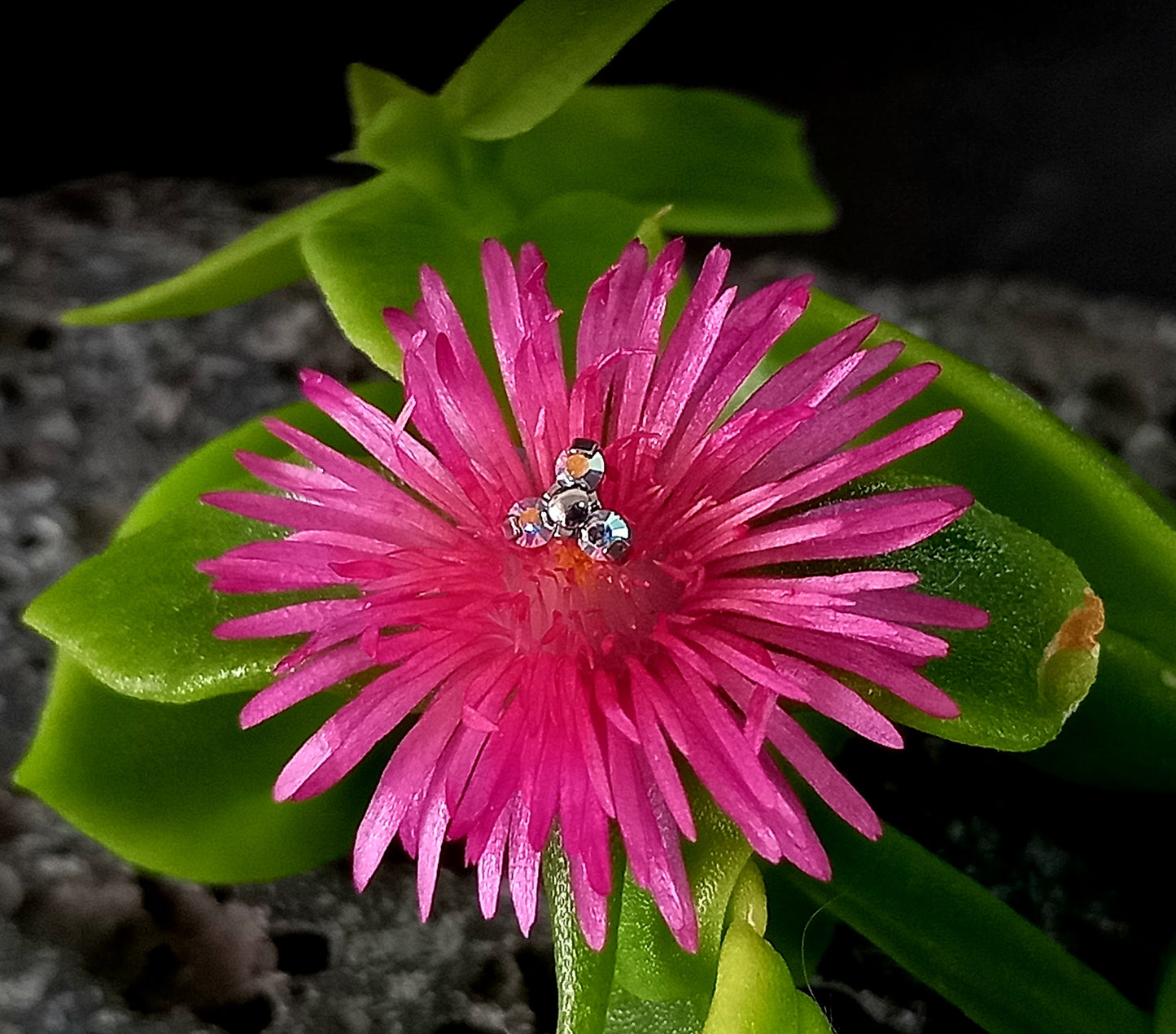 Trinity aurora boreal - titanio grado implante ASTM F-136