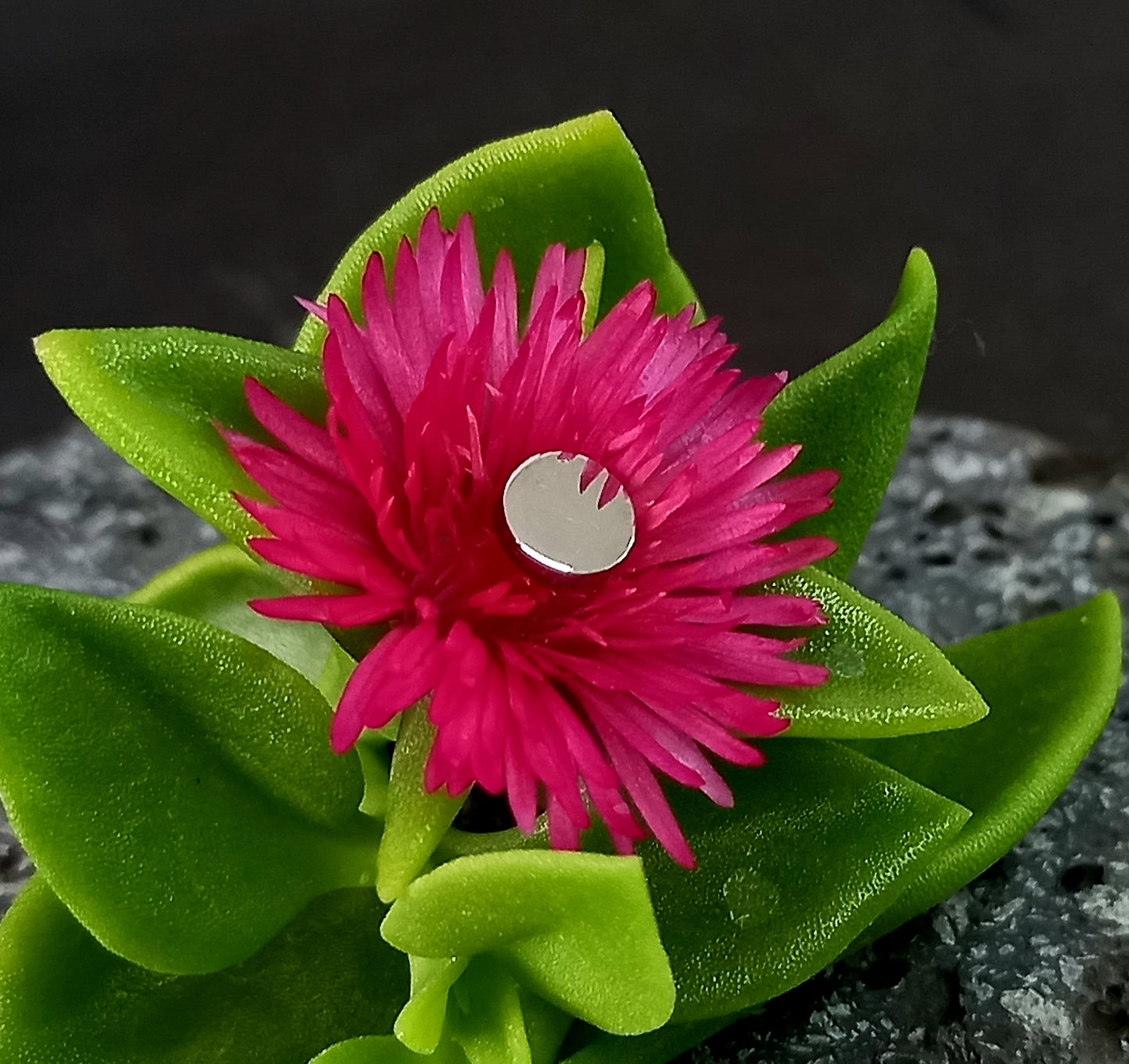 Disco plano - titanio grado implante ASTM F-136