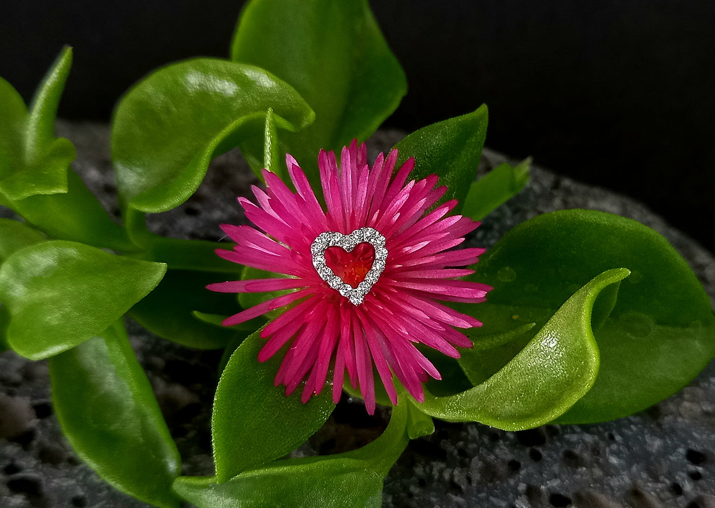 Titanio grado implante. Corazón brillo Clear