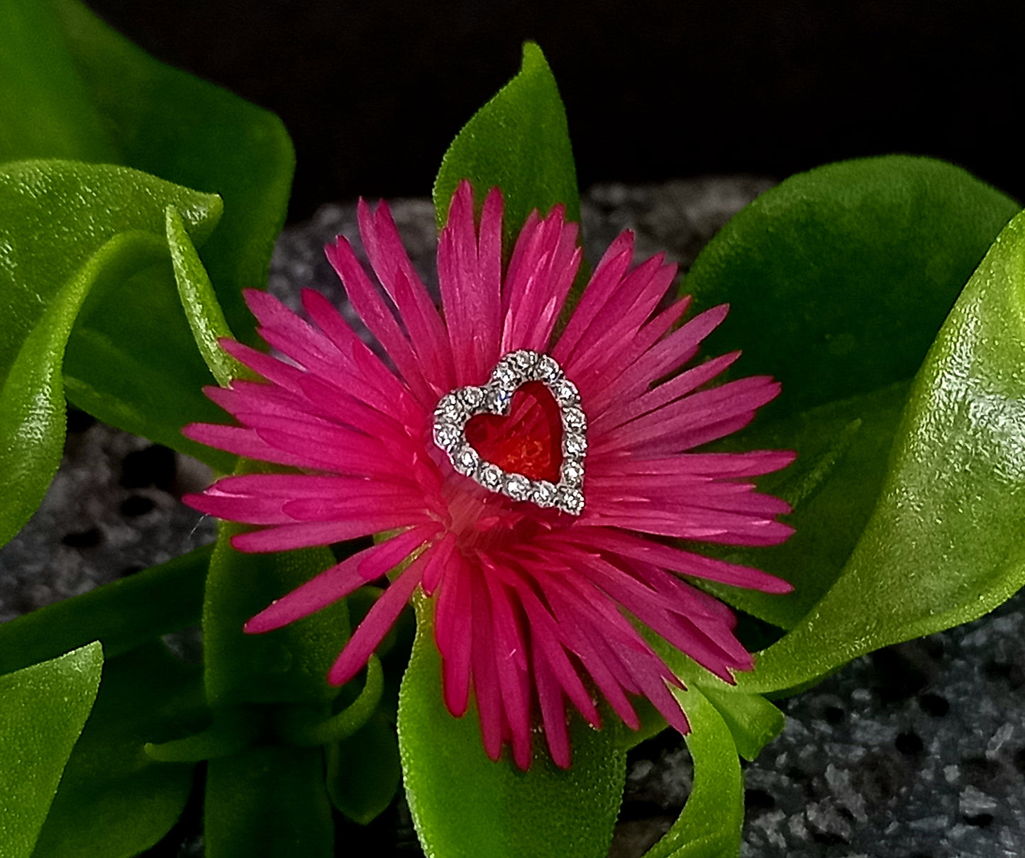Titanio grado implante. Corazón brillo Clear