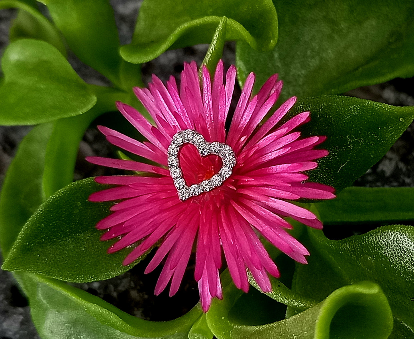 Titanio grado implante. Corazón brillo Clear
