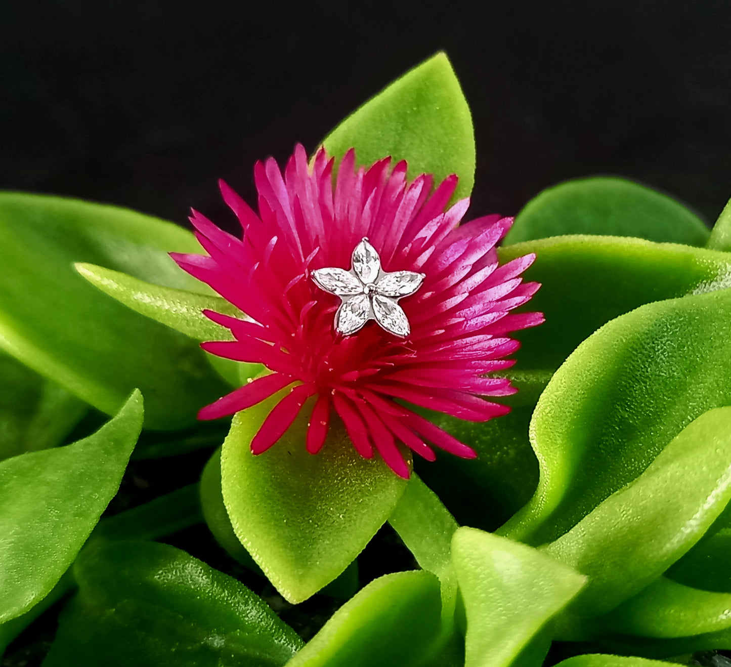 Titanio grado implante. Flor 5 petalos Clear