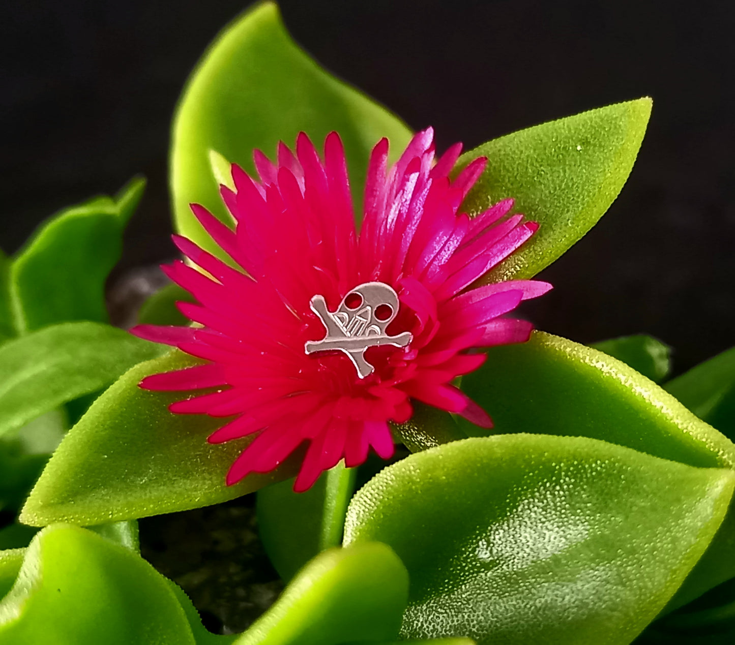 Titanio grado implante. Calavera 1