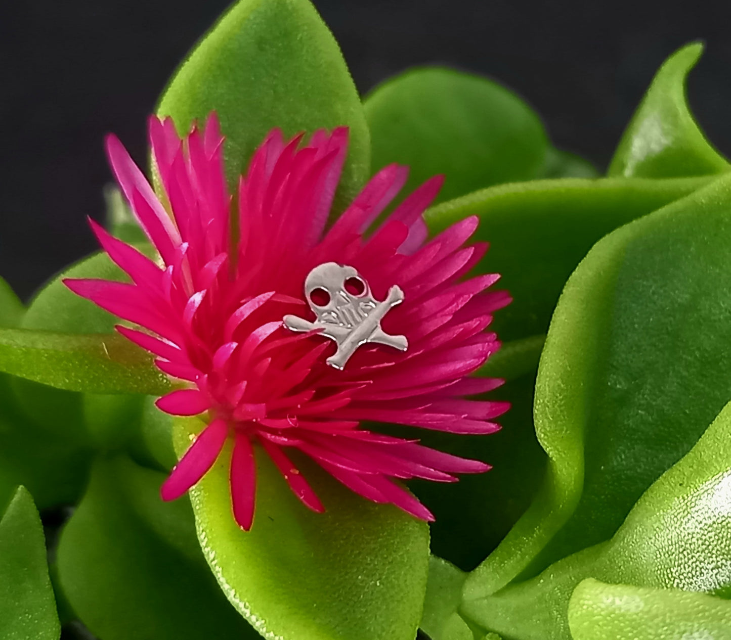 Titanio grado implante. Calavera 1