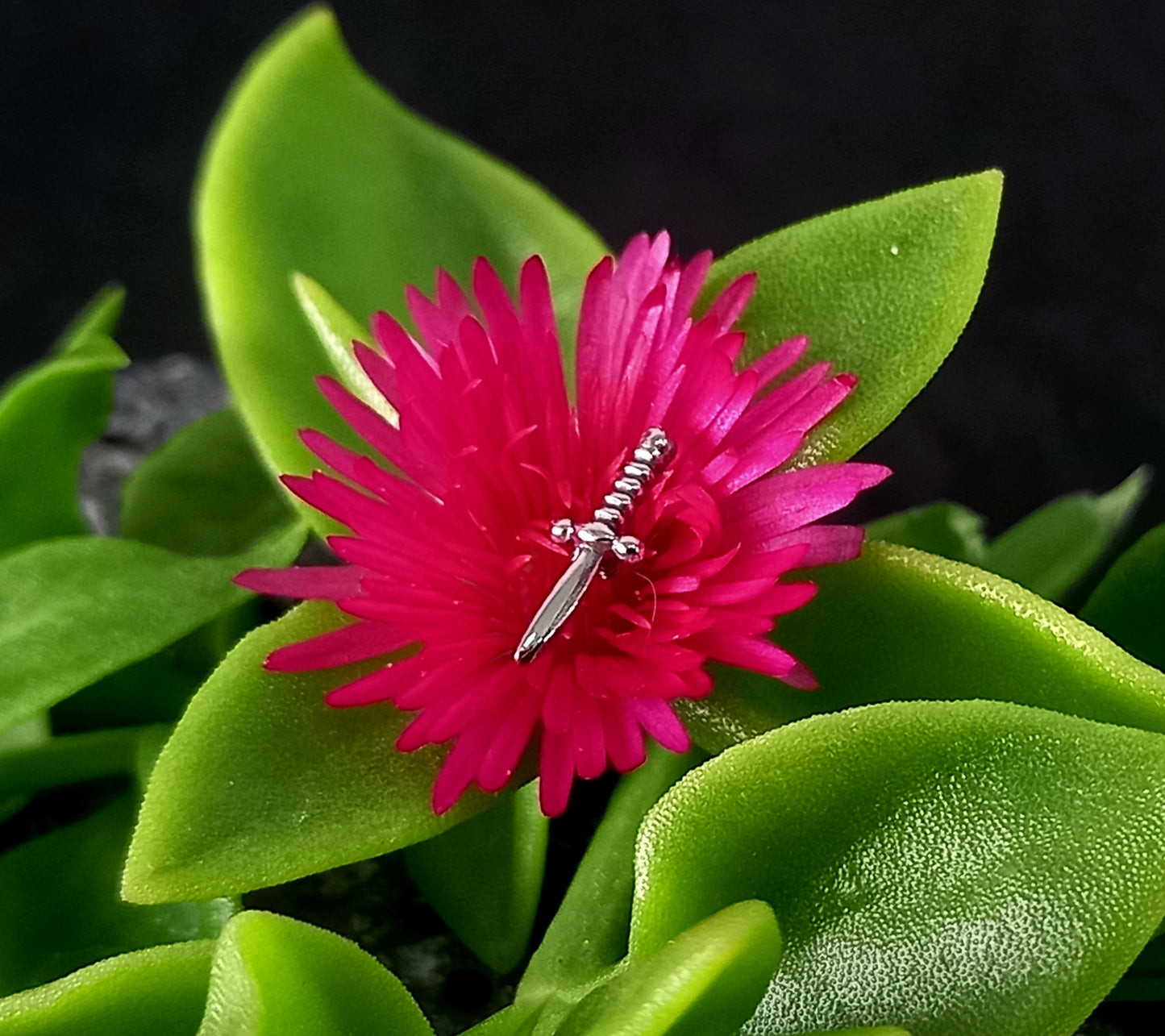 Daga - titanio grado implante ASTM F-136