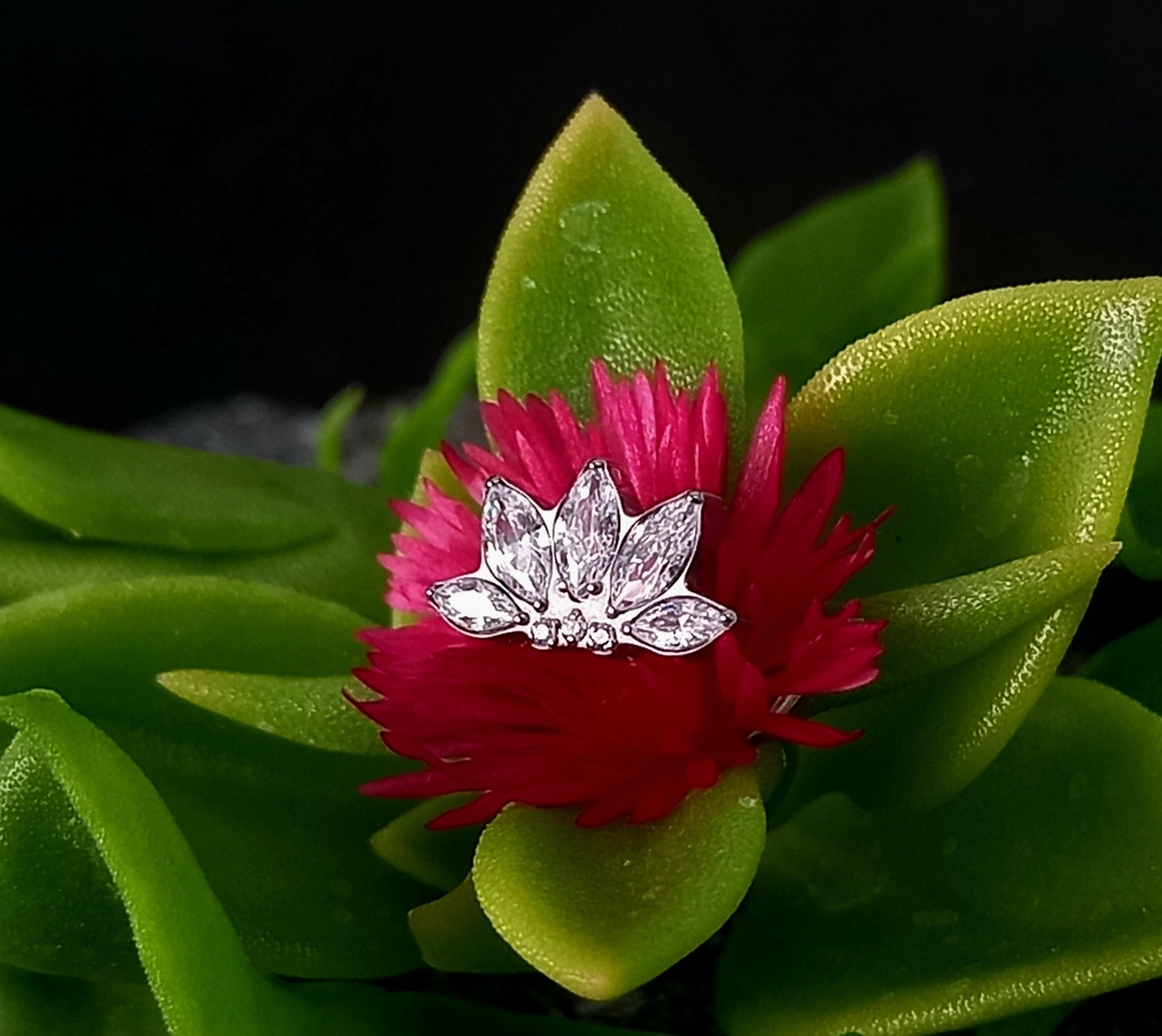 Titanio grado implante. Cinco marquesa con zircon clear