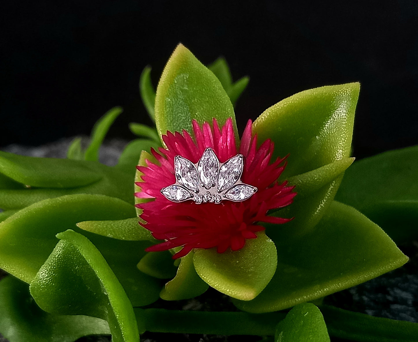 Titanio grado implante. Cinco marquesa con zircon clear