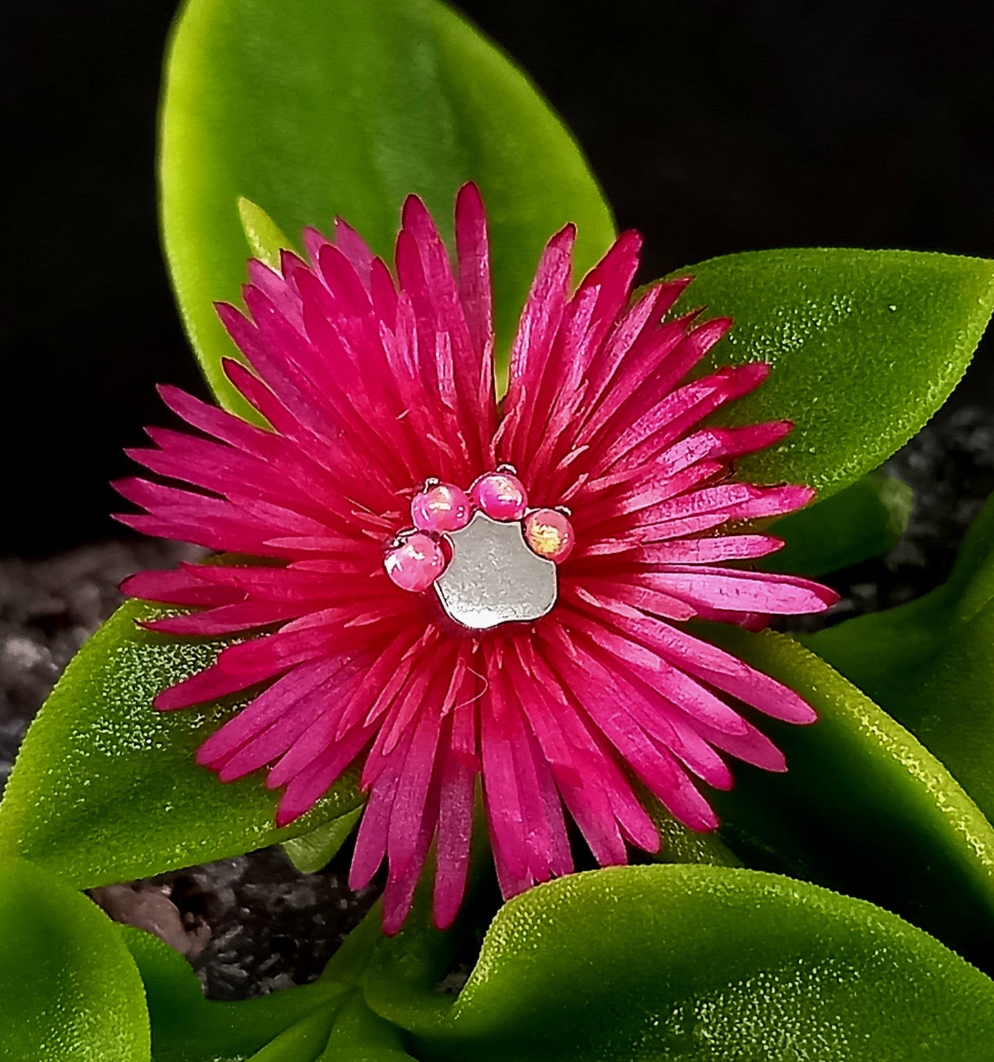 Titanio grado implante. Patita de perro opalo rosa