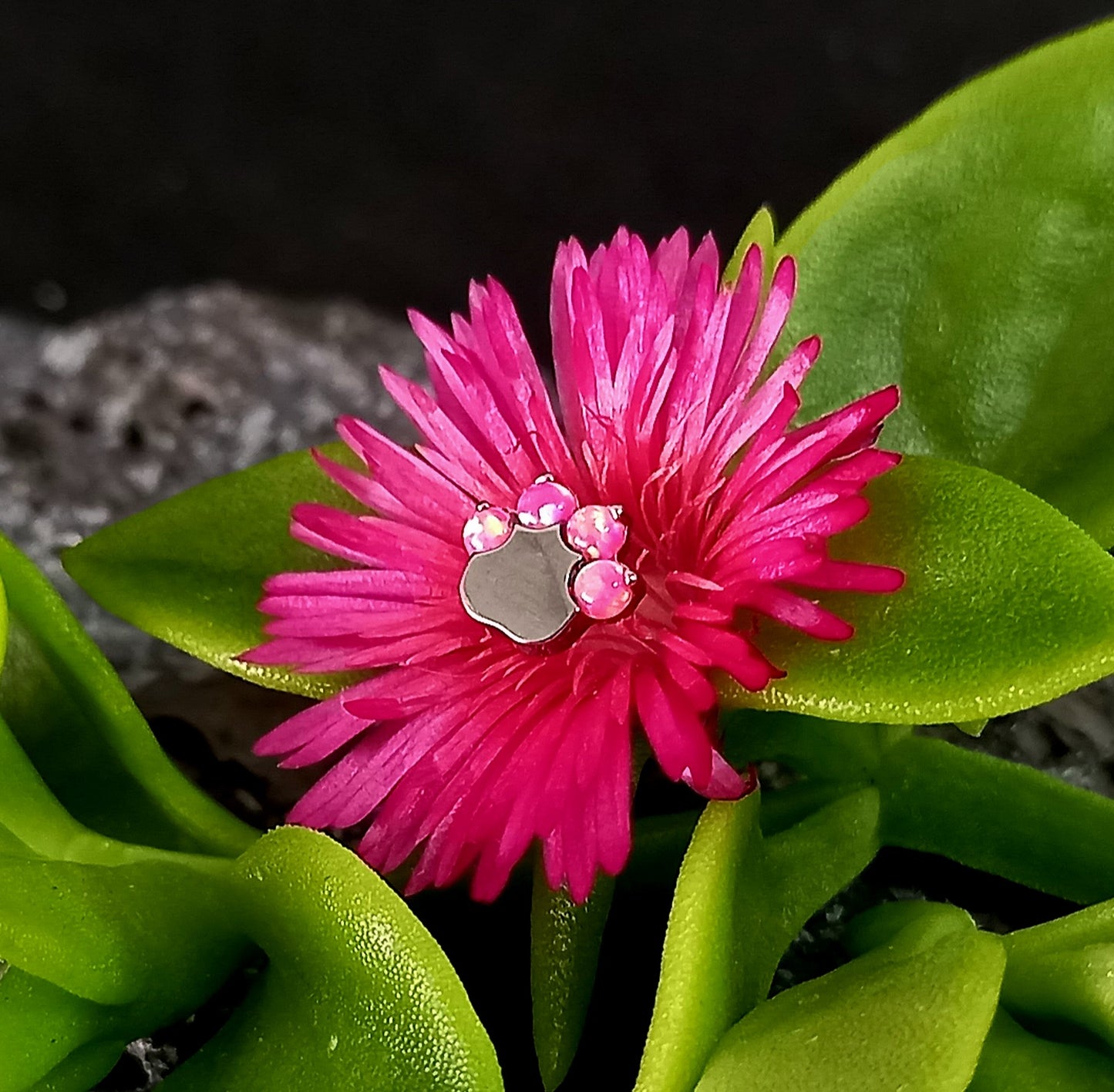 Titanio grado implante. Patita de perro opalo rosa