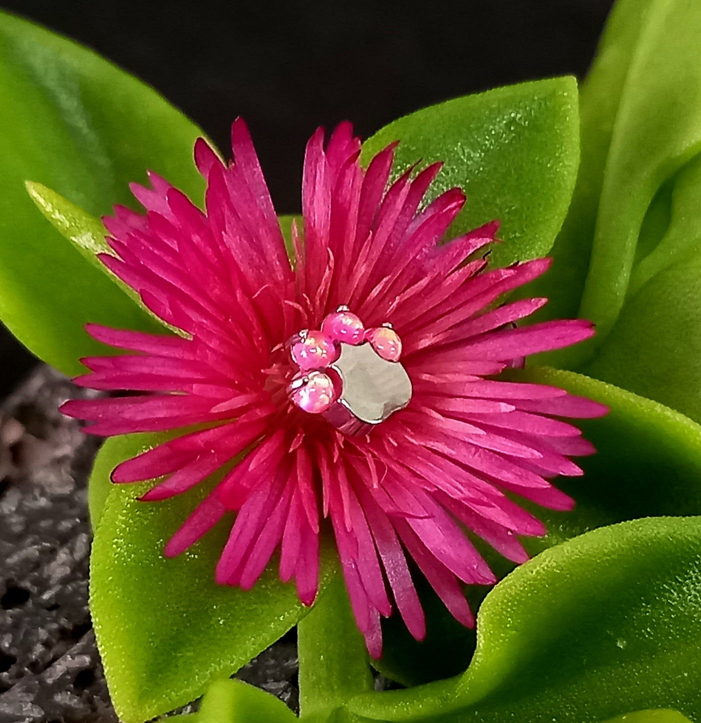 Patita ópalo rosa - titanio grado implante ASTM F-136