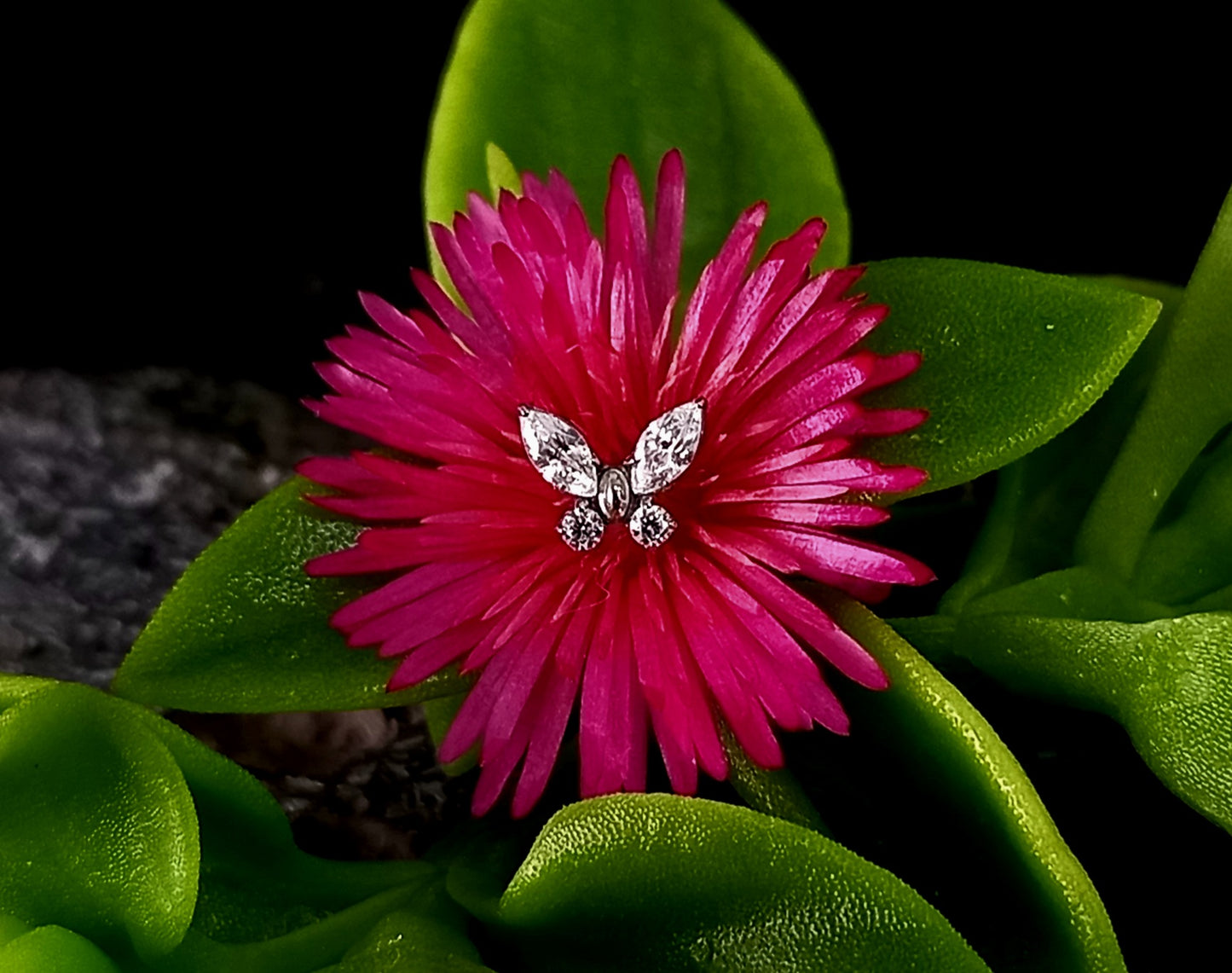 Titanio grado implante. Mariposa brillos