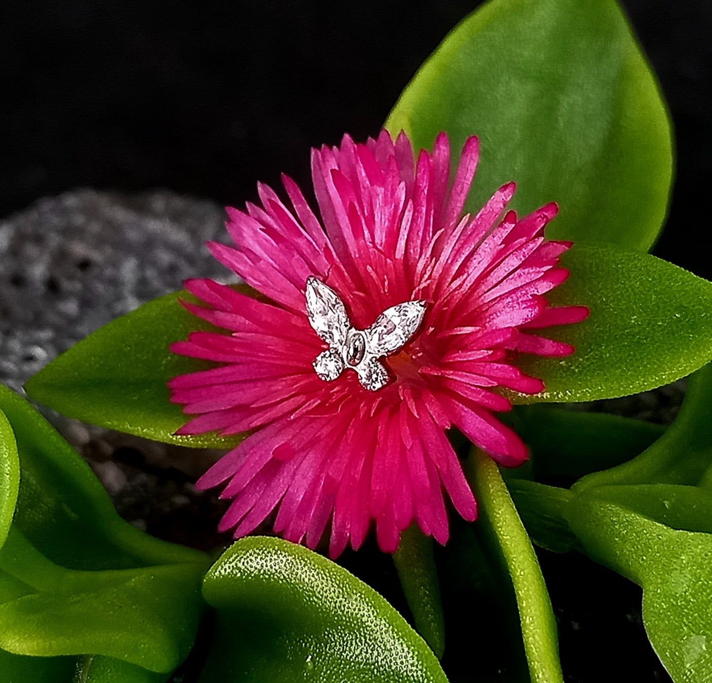 Titanio grado implante. Mariposa brillos
