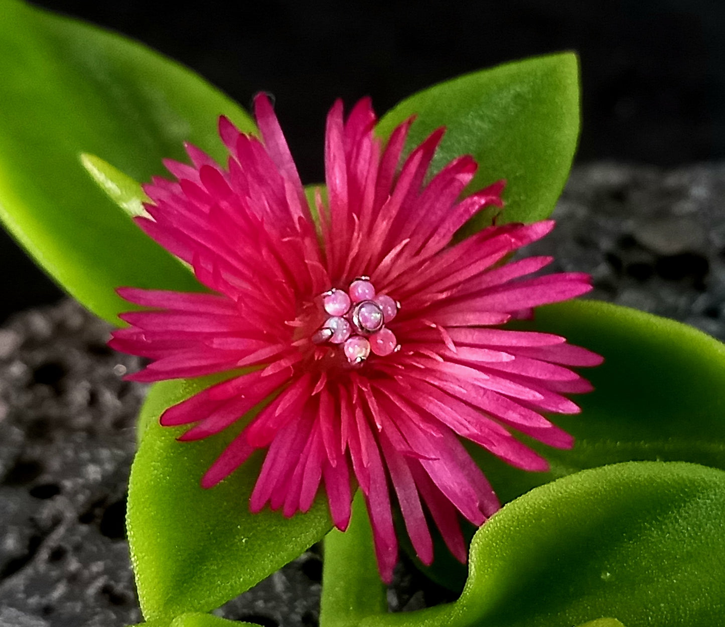 Titanio grado implante. Flor opalo rosa