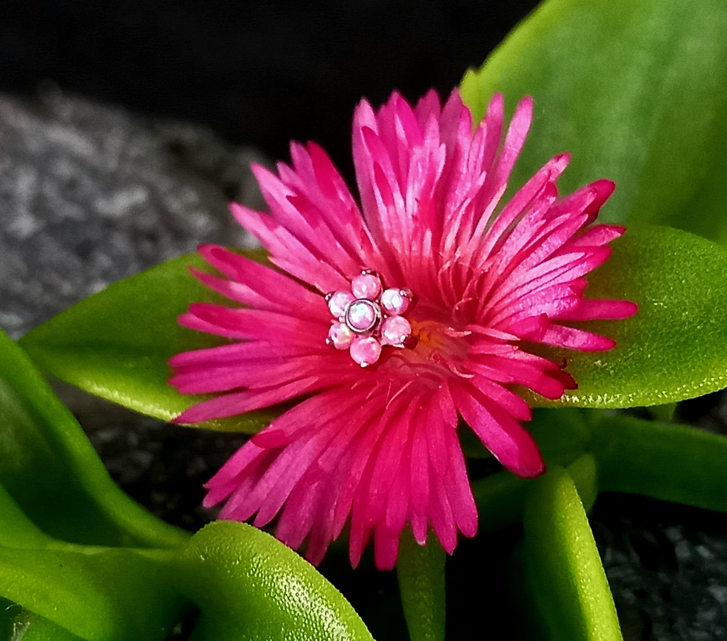 Titanio grado implante. Flor opalo rosa