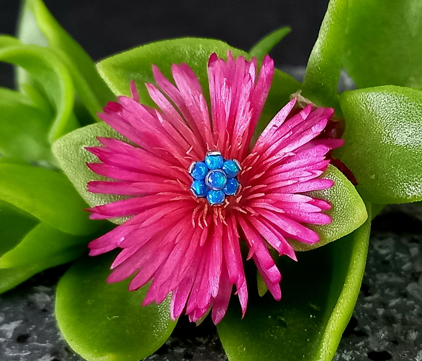 Titanio grado implante. Flor opalo azul