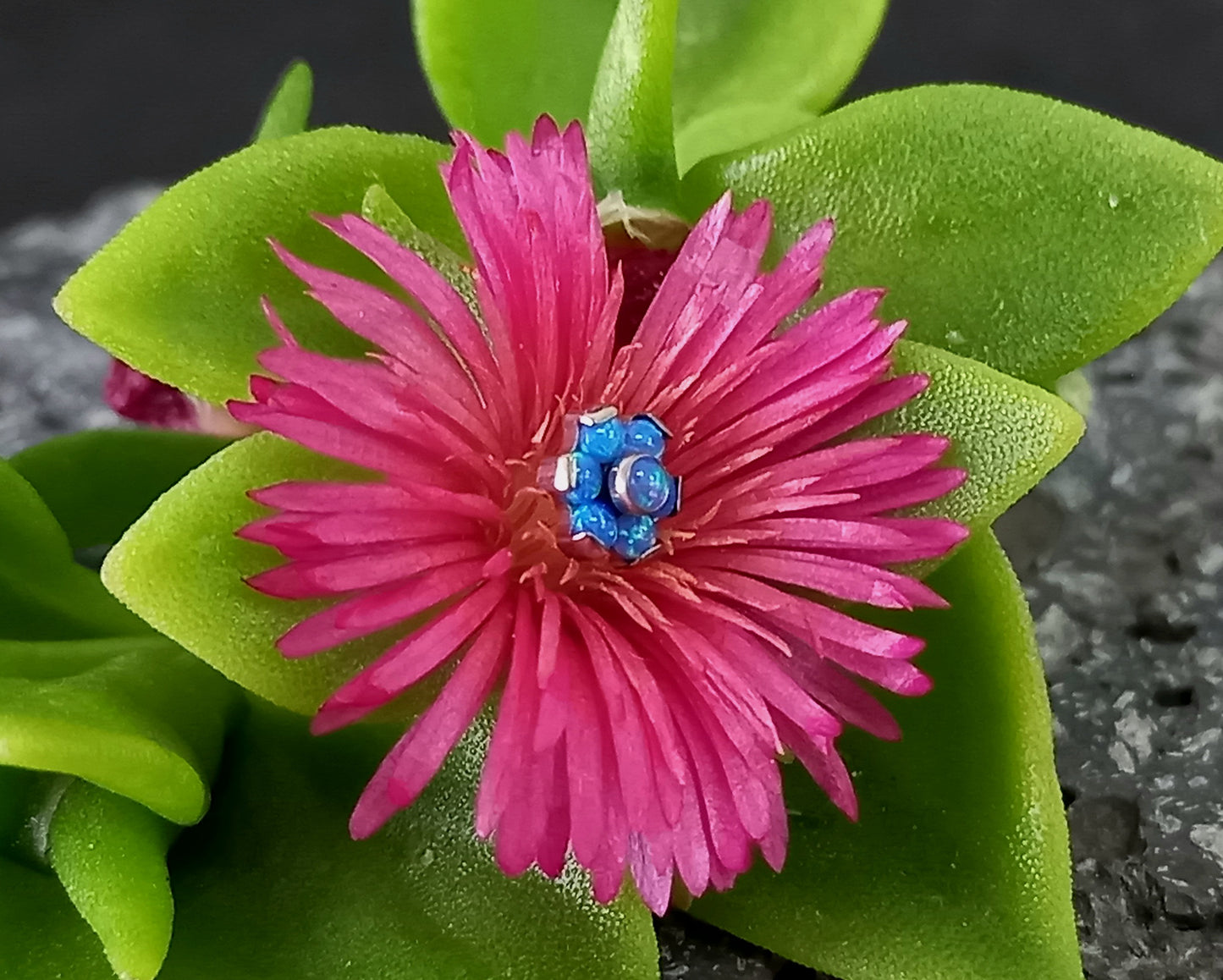 Titanio grado implante. Flor opalo azul