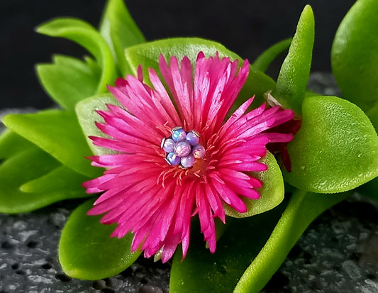 Titanio grado implante. Flor opalo purpura