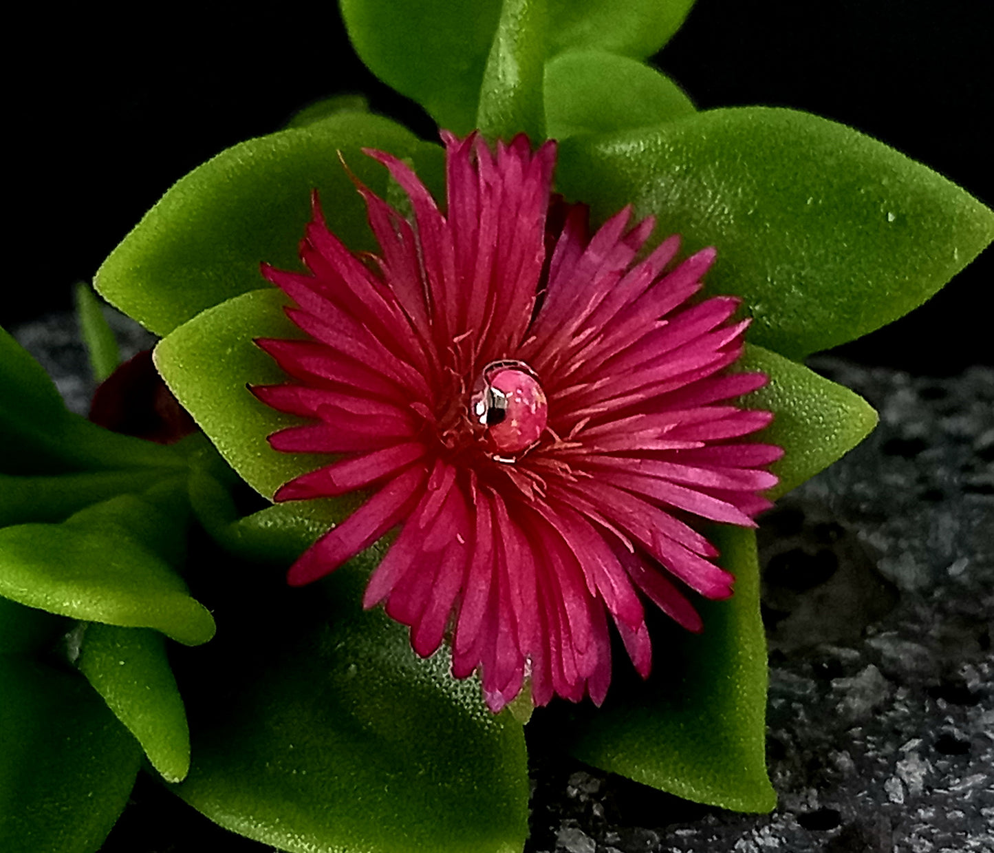 Opalo rosa 4 mm -14 g - titanio grado implante ASTM F-136