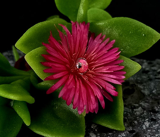 Opalo rosa 4 mm -14 g - titanio grado implante ASTM F-136