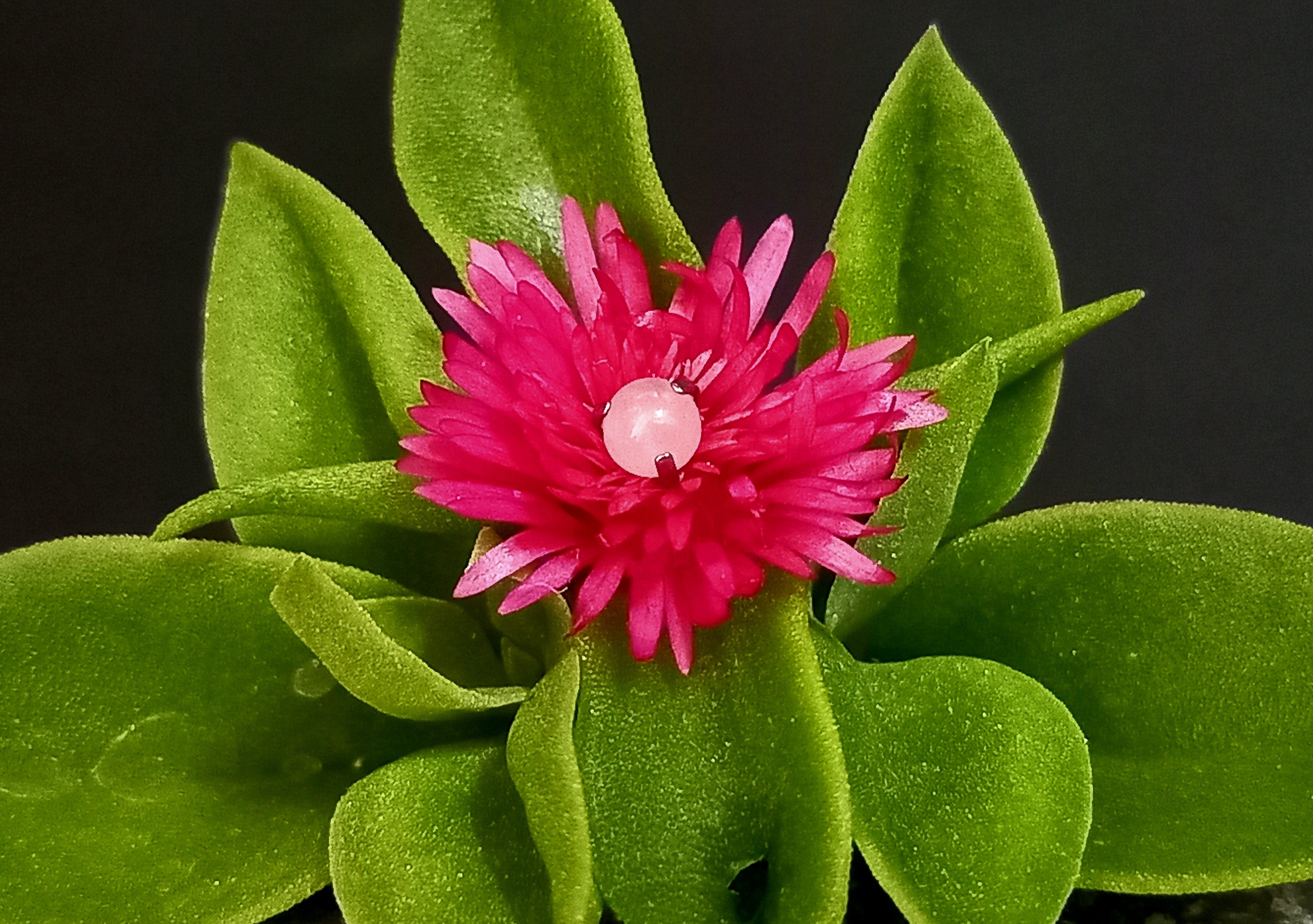 Ball cuarzo rosa 3 mm - titanio grado implante ASTM F-136