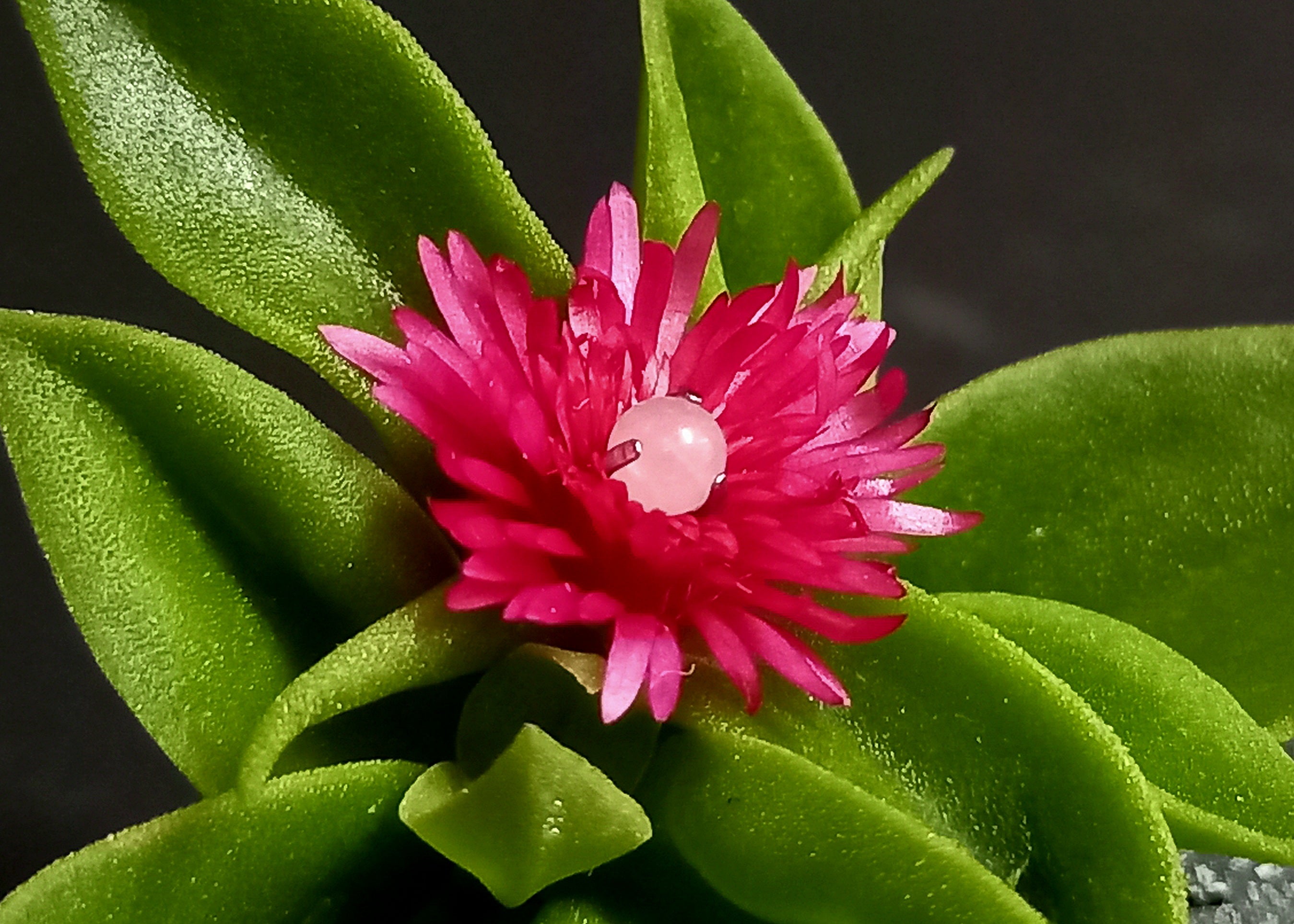 Ball cuarzo rosa 3 mm - titanio grado implante ASTM F-136