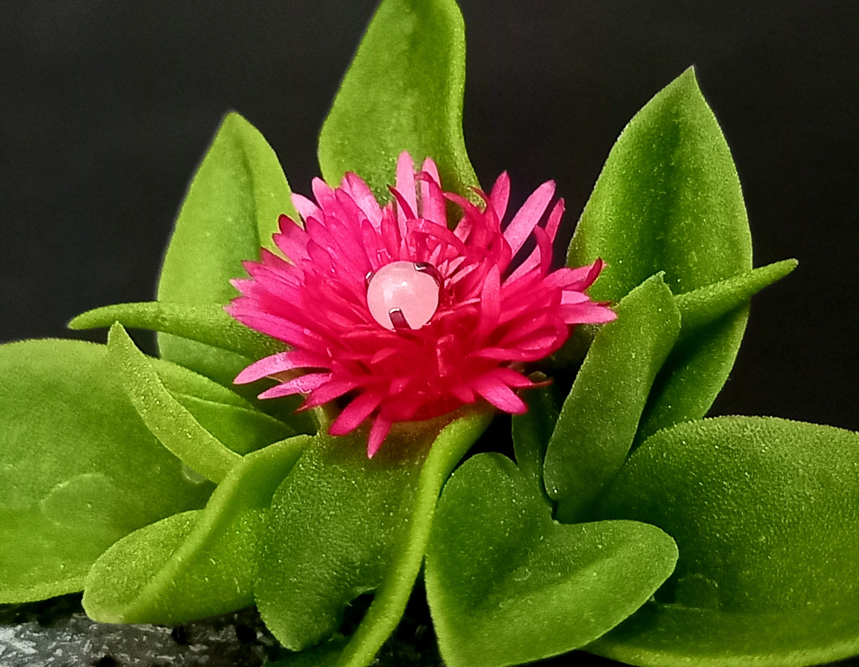 Ball cuarzo rosa 3 mm - titanio grado implante ASTM F-136