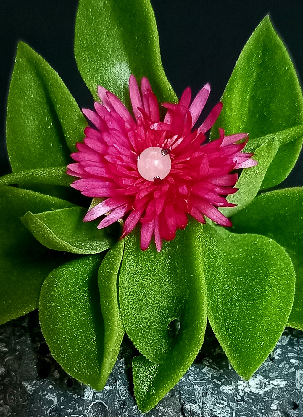 Ball cuarzo rosa 3 mm - titanio grado implante ASTM F-136