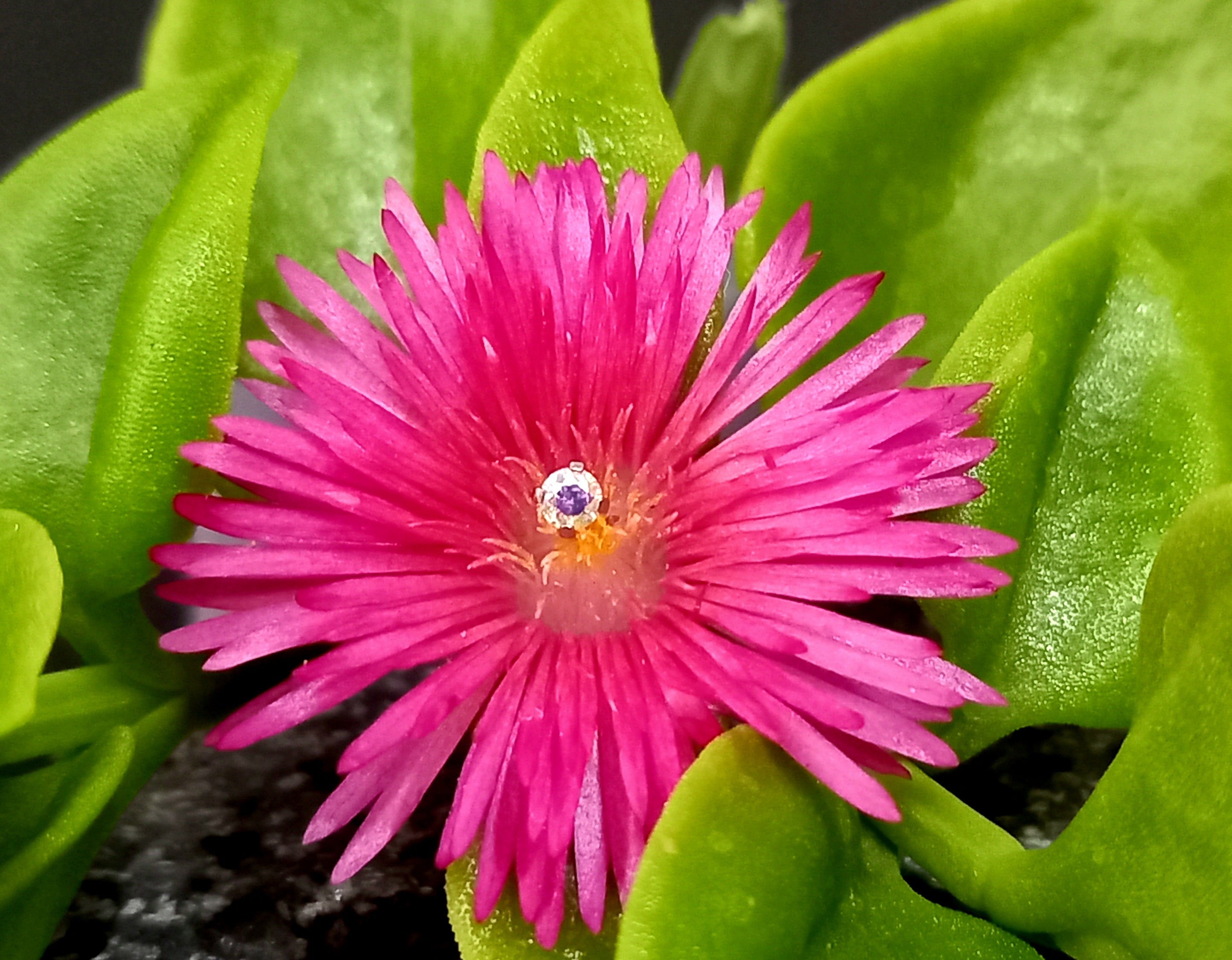 Punto de luz prong set - PVD oro de 24k