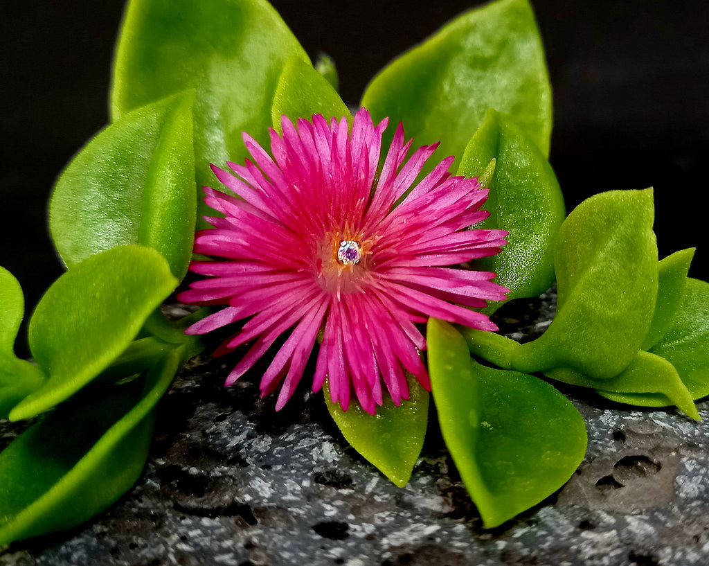 Punto de luz Prong Set - titanio grado implante ASTM F-136