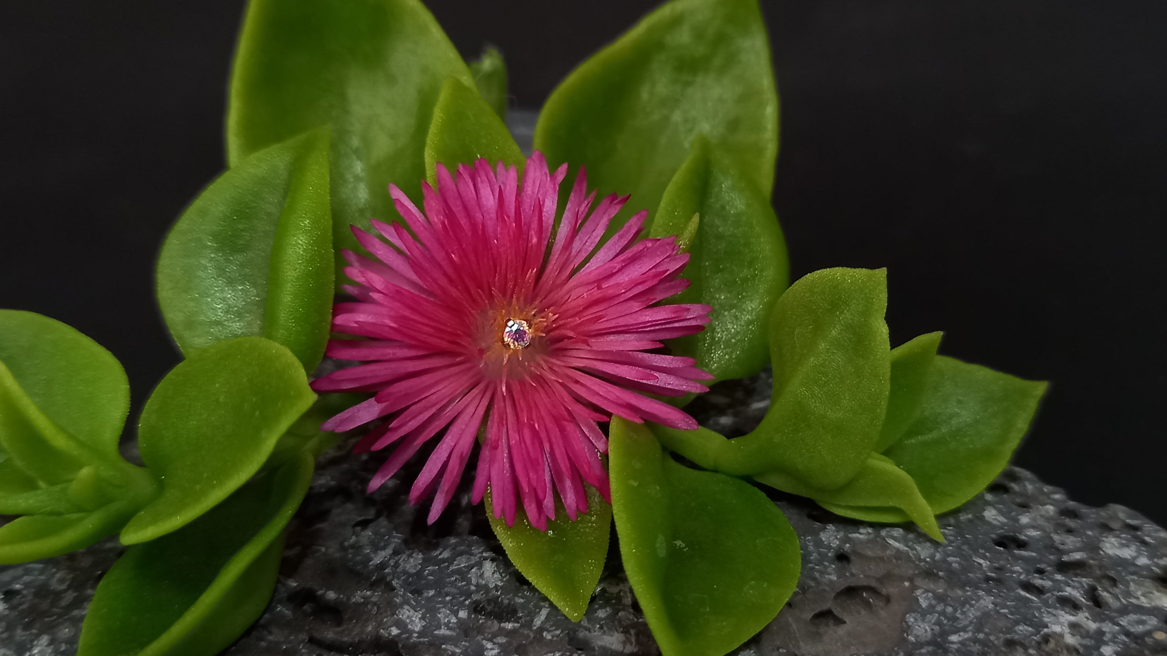 Punto de luz prong set - PVD oro de 24k