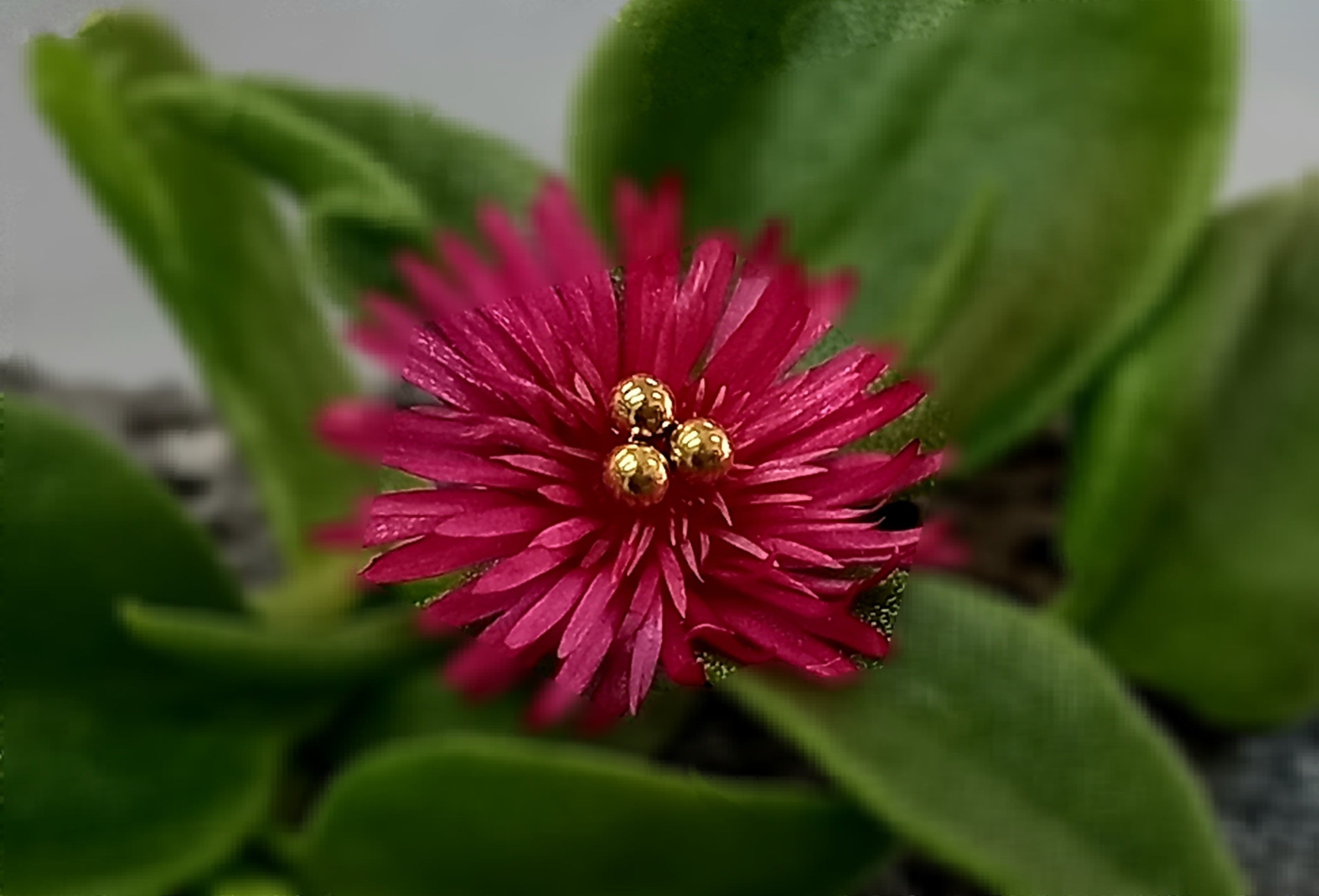 Trinity  - PVD oro de 24k