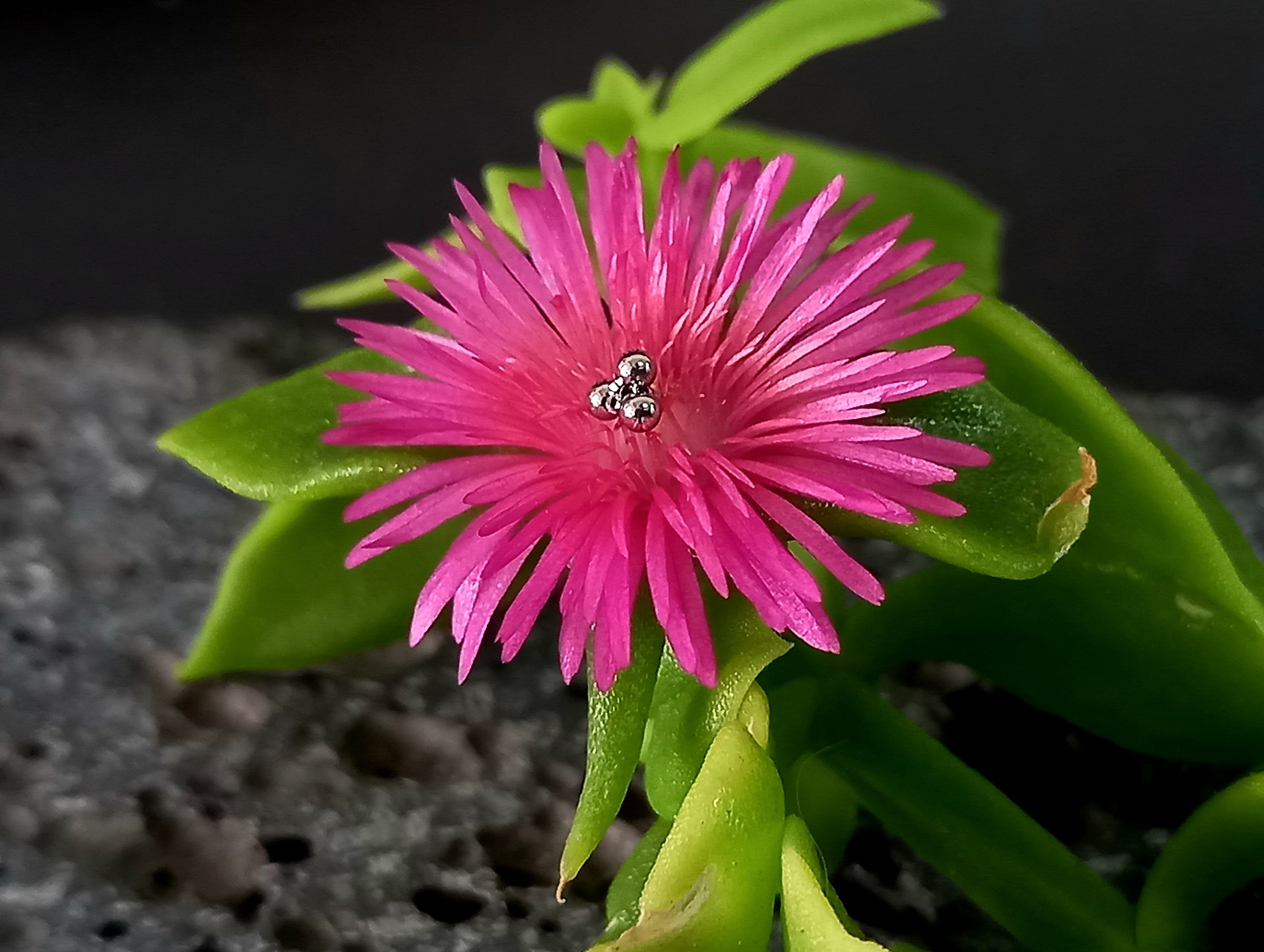 Trinity - titanio grado implante ASTM F-136