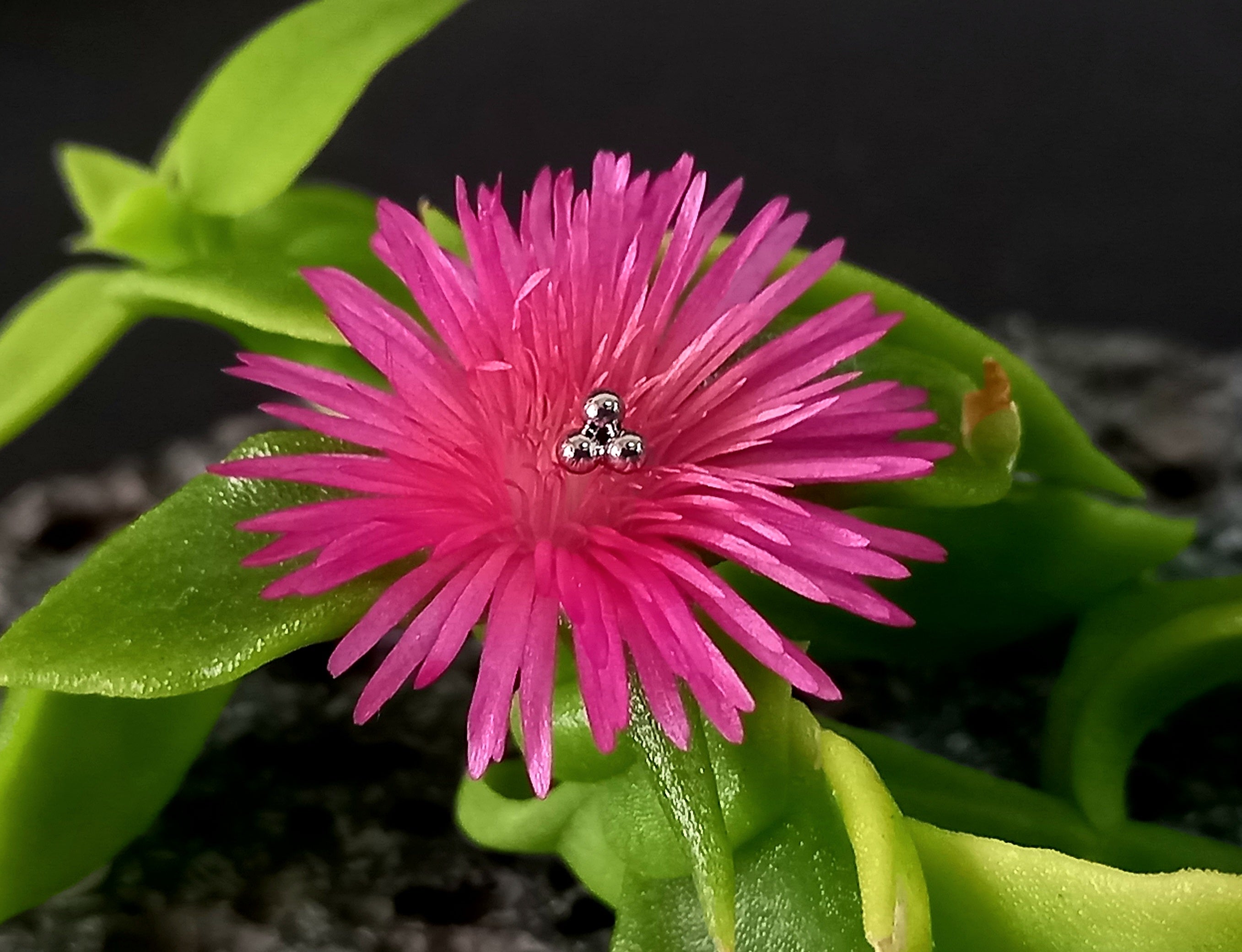 Trinity - titanio grado implante ASTM F-136