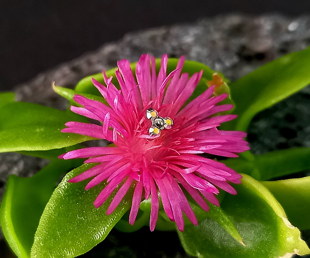 Trinity aurora boreal - titanio grado implante ASTM F-136