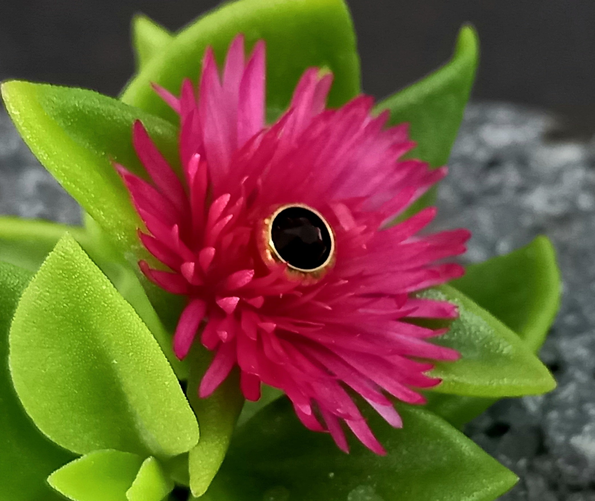 Top cristal Swarovski - PVD oro de 24k