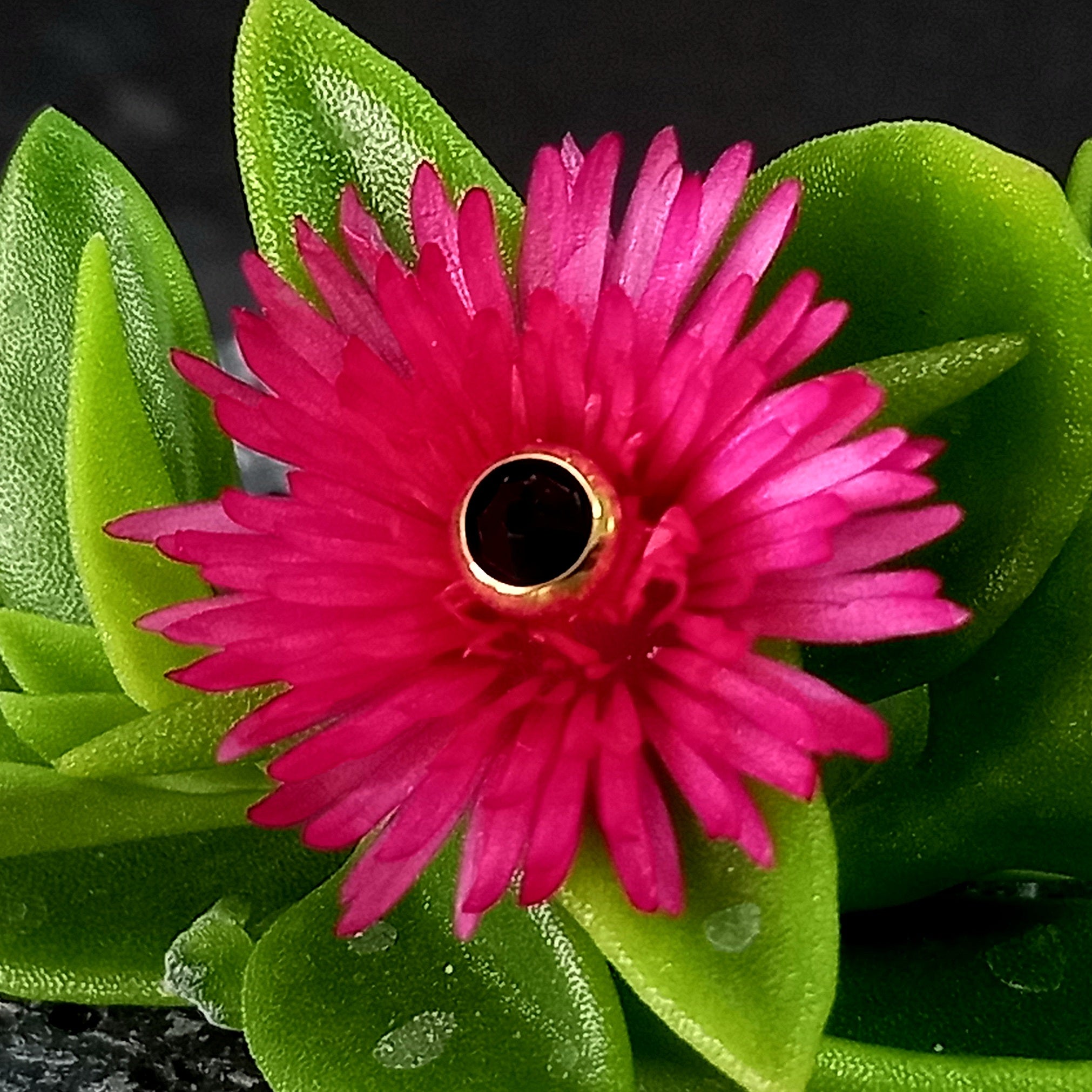 Top cristal Swarovski - PVD oro de 24k