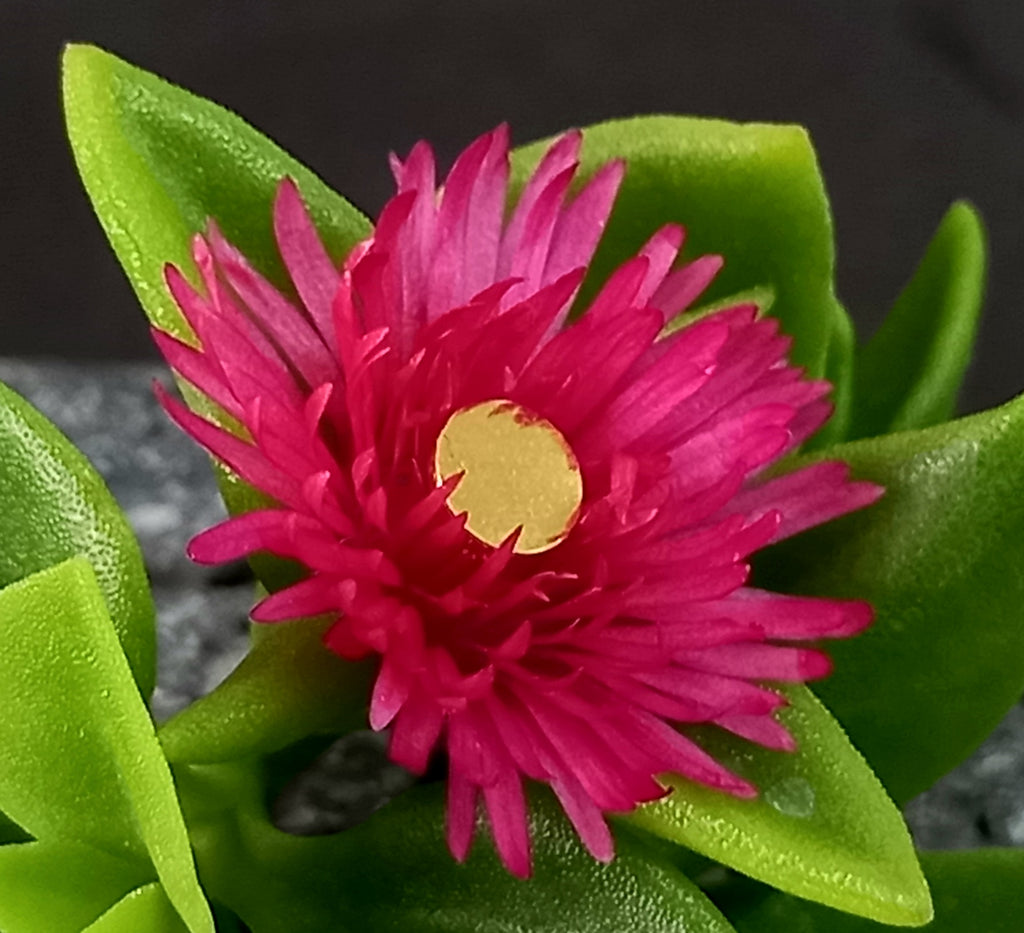 Disco plano - PVD oro de 24k