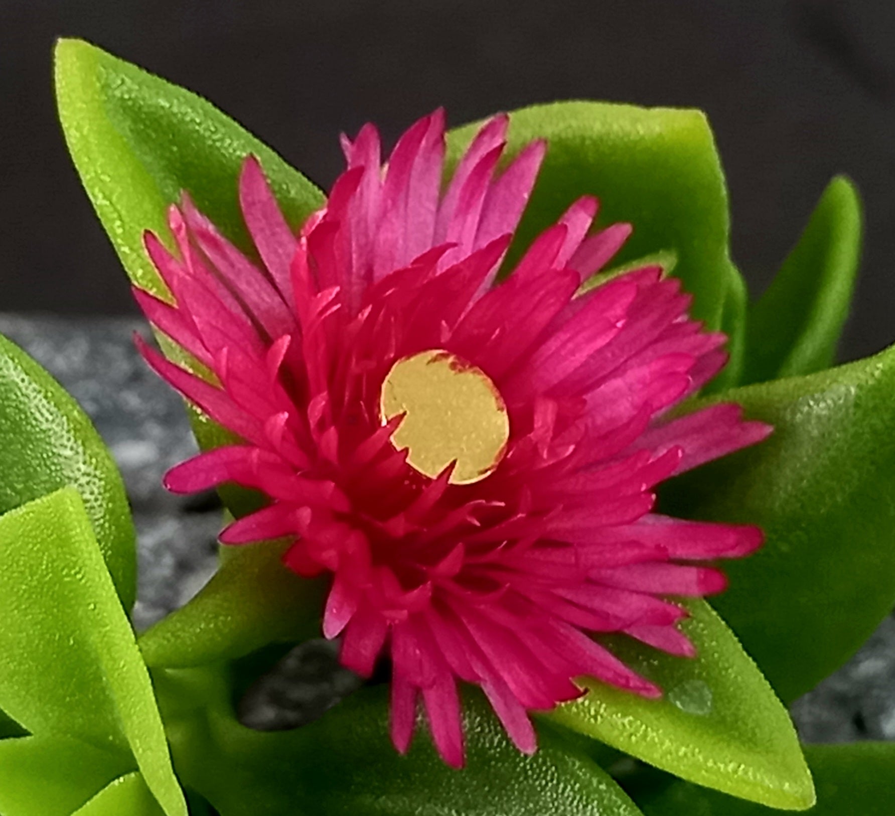 Disco plano - PVD oro de 24k