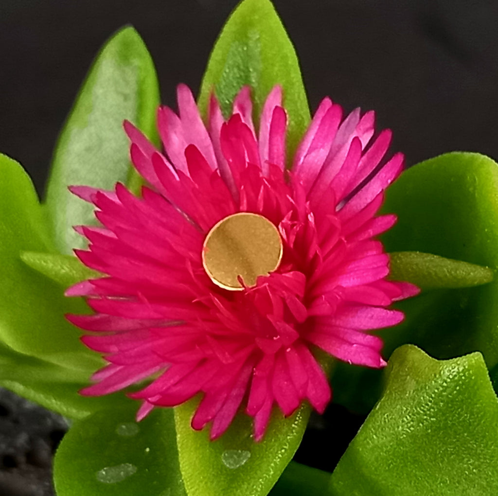 Disco plano - PVD oro de 24k