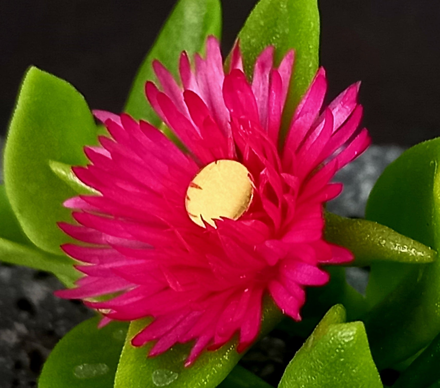 Disco plano - PVD oro de 24k