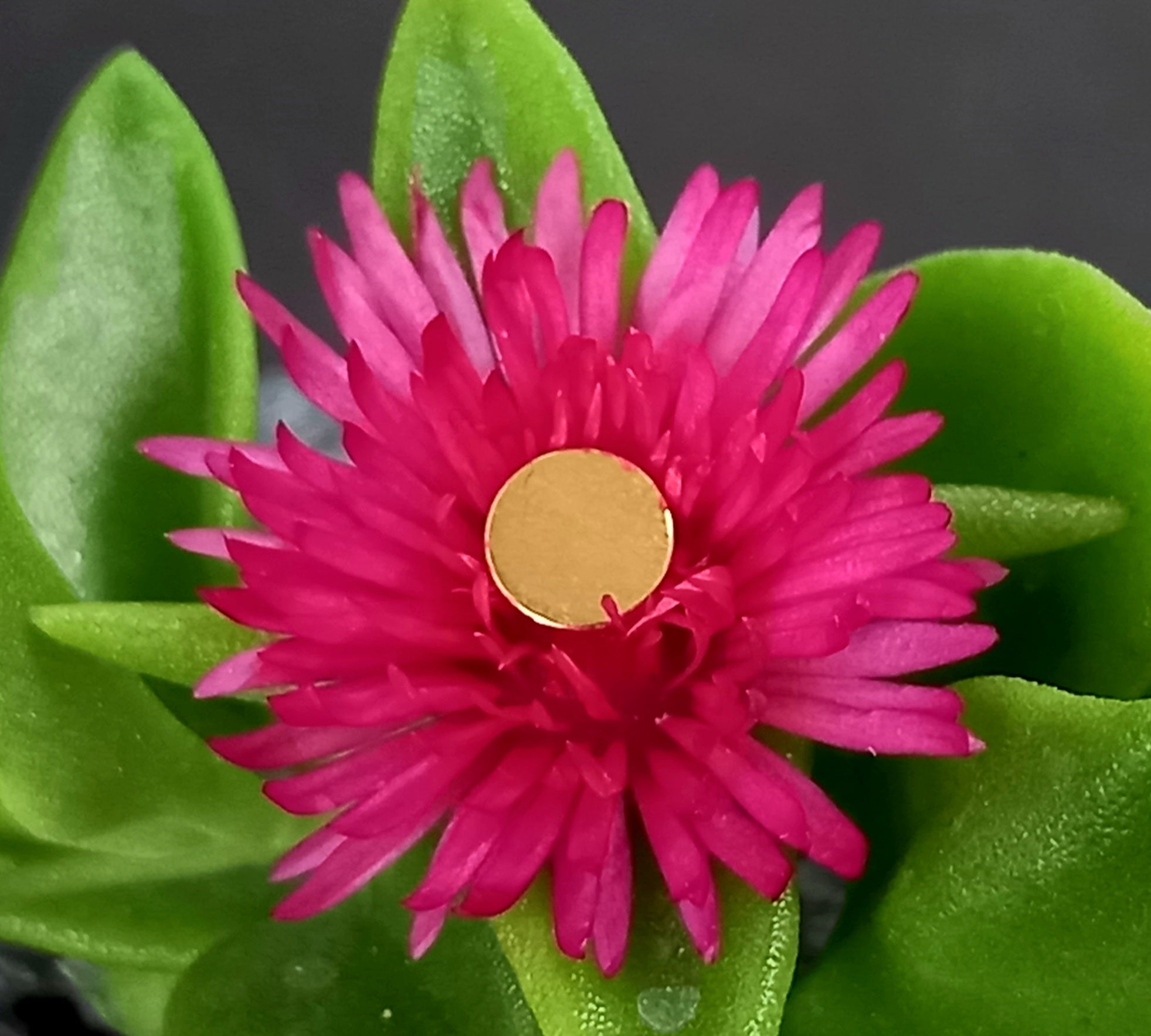 Disco plano - PVD oro de 24k