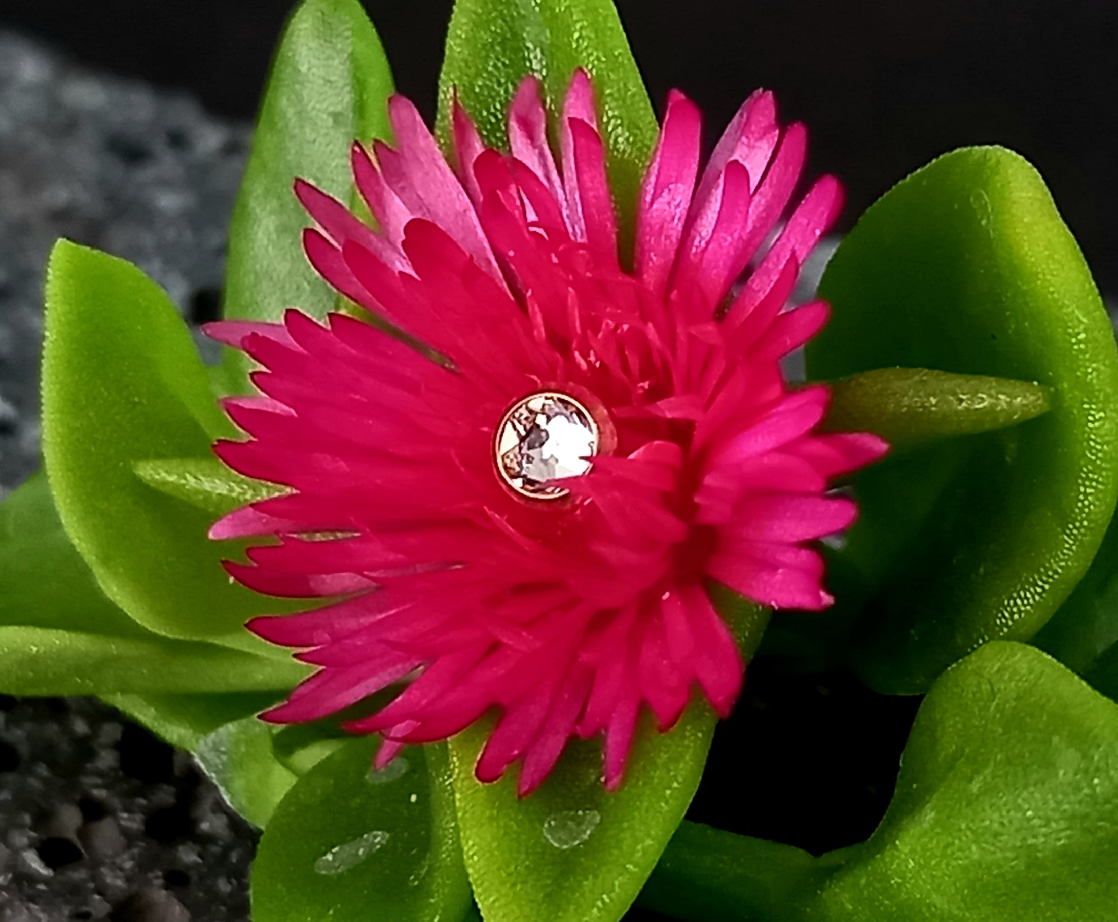 Top cristal Swarovski - PVD oro de 24k