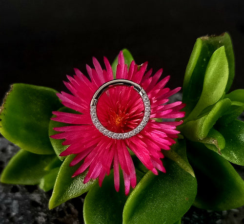 Argolla clicker con brillo lateral y frontal