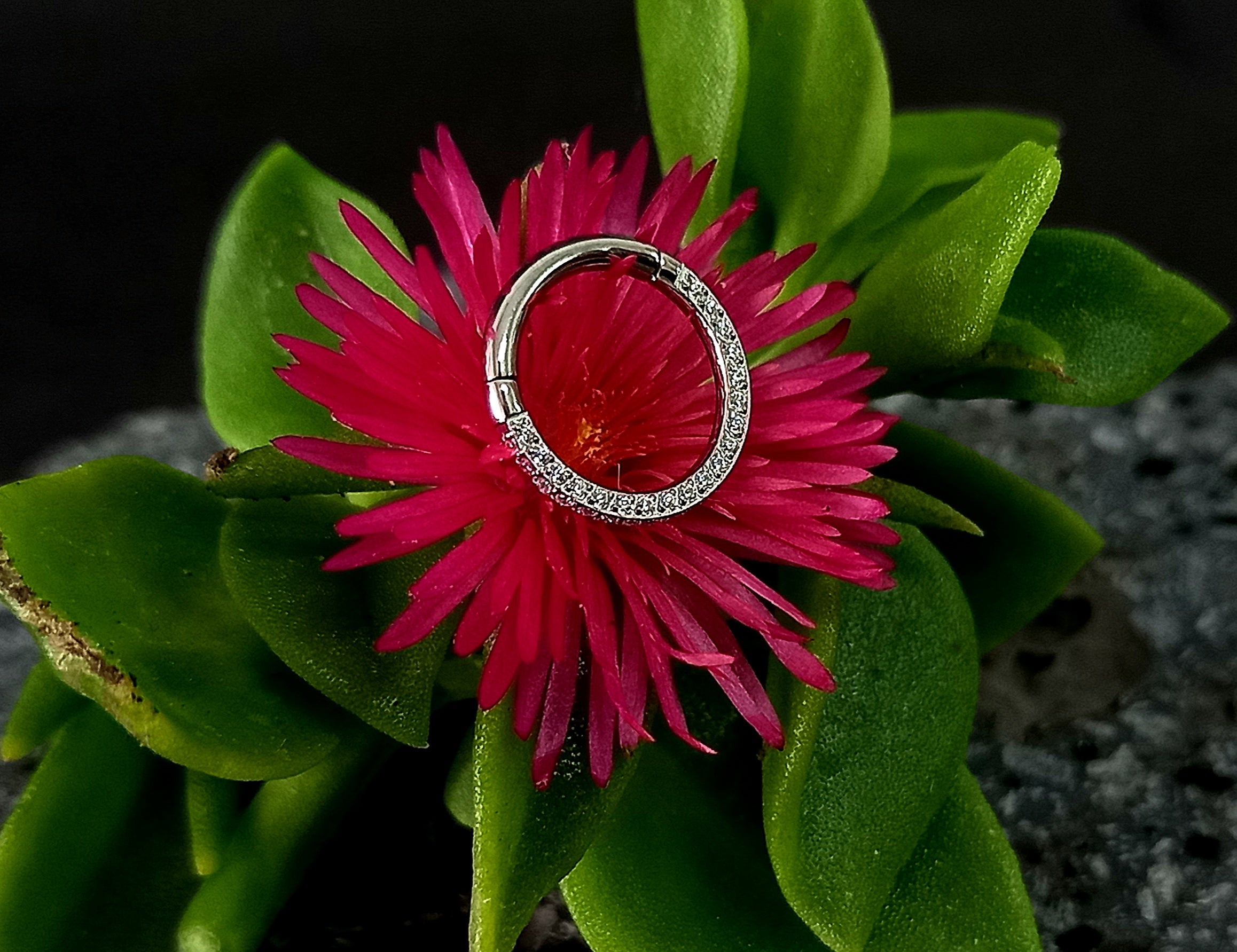 Argolla clicker con brillo lateral y frontal