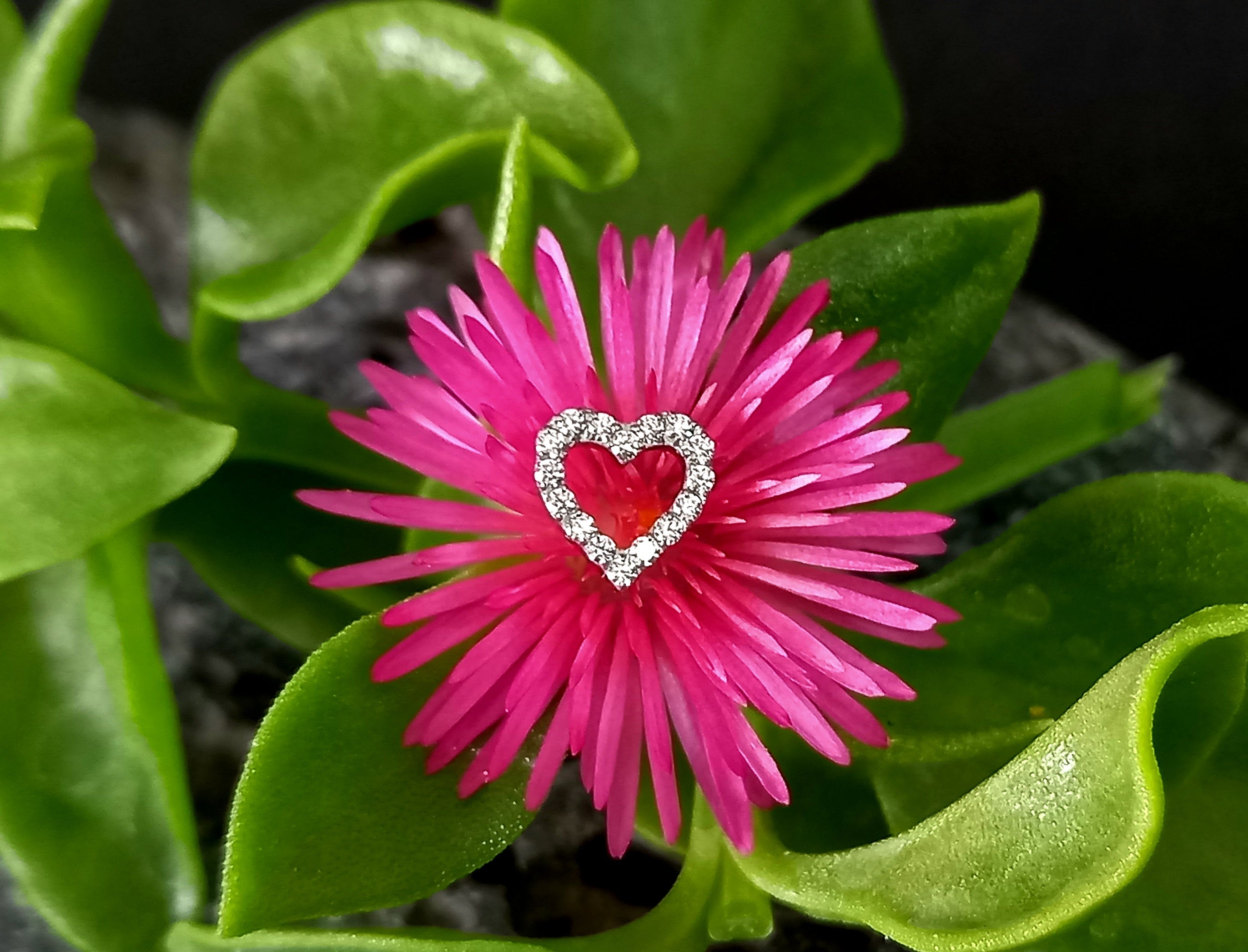 Corazón brillo Clear - titanio grado implante ASTM F-136