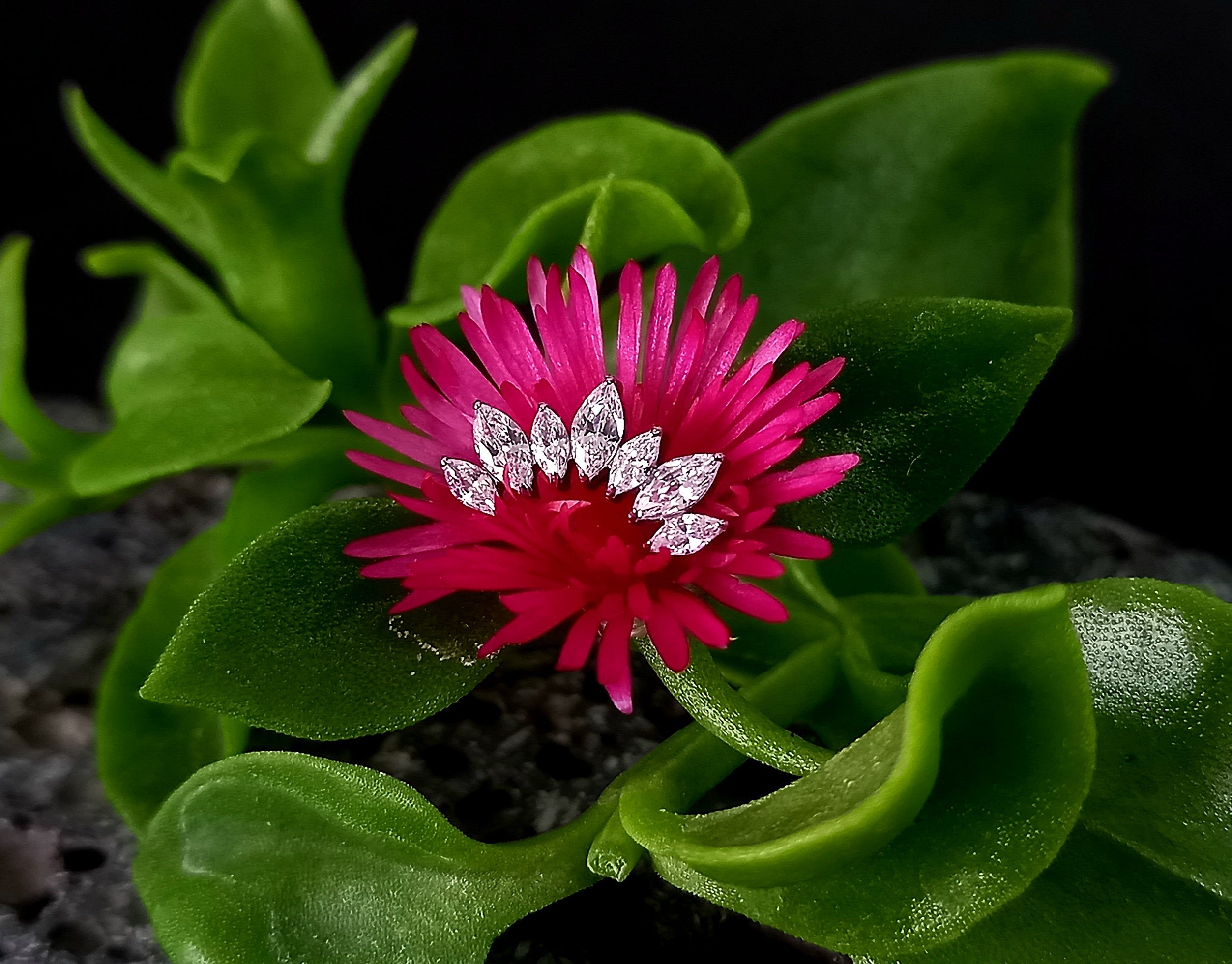 Media luna marquesa 7 puntas - titanio grado implante ASTM F-136