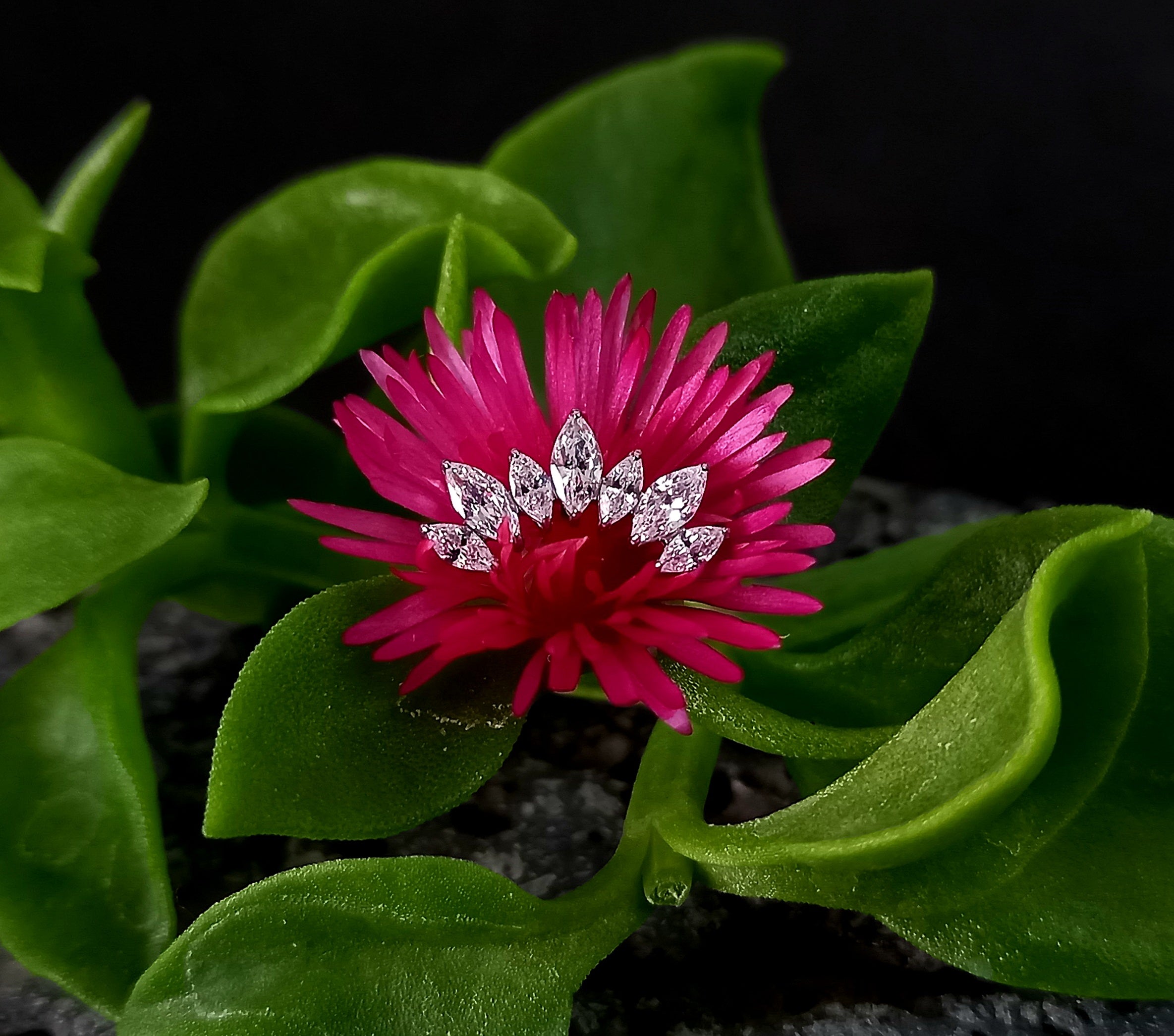 Media luna marquesa 7 puntas - titanio grado implante ASTM F-136