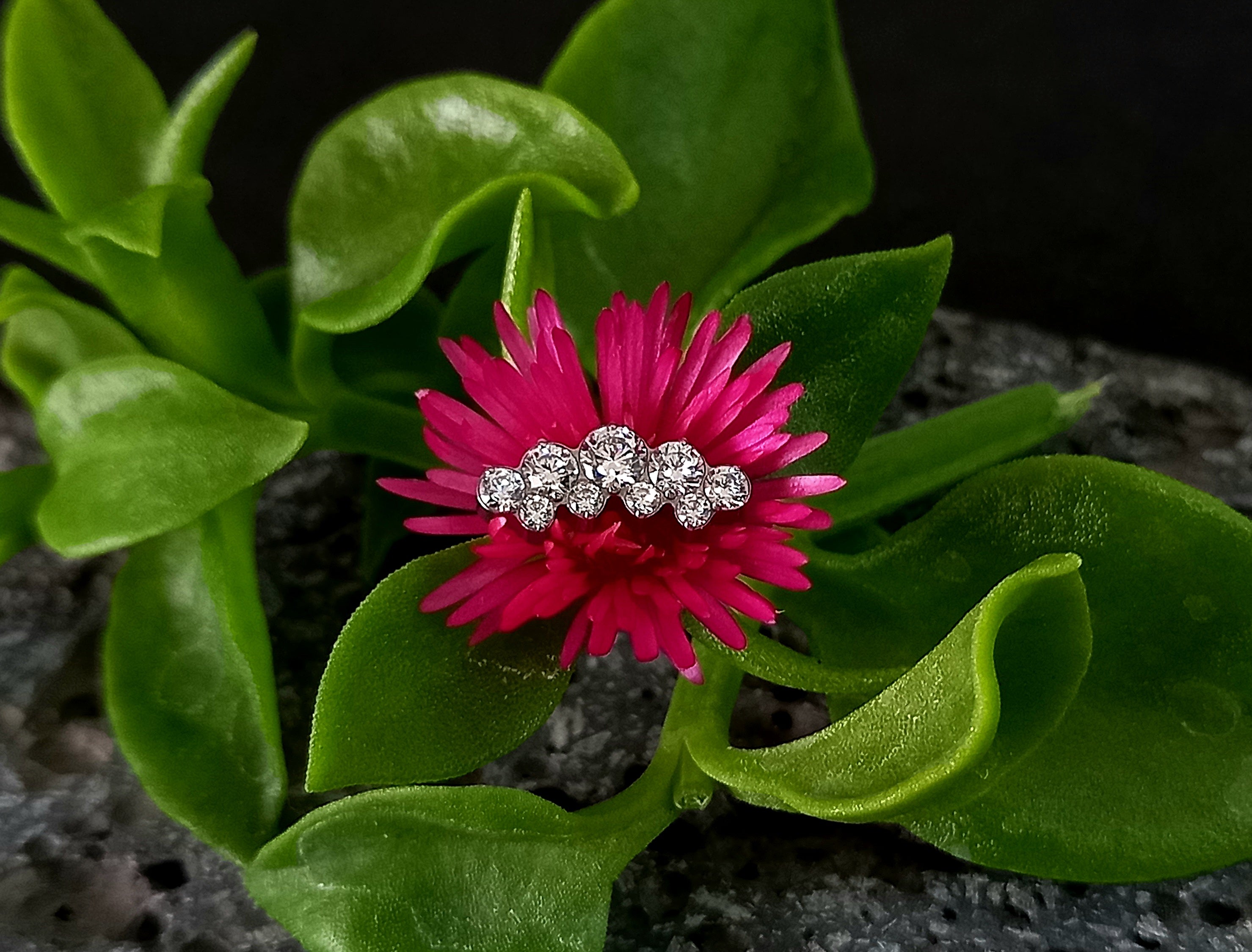 Media luna doble fila clear - titanio grado implante ASTM F-136